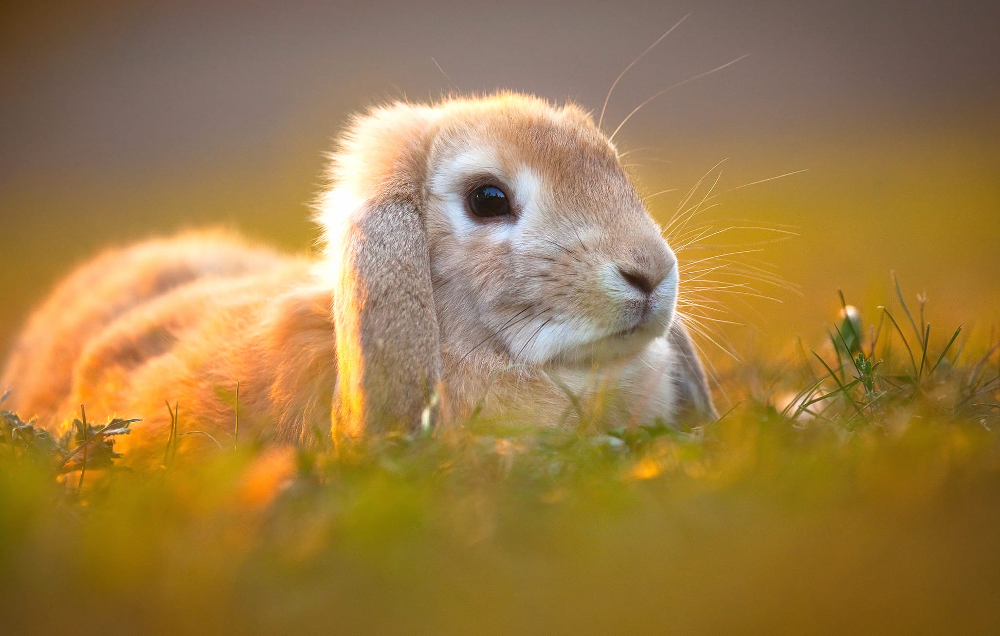 HD Rabbit Wallpaper - Serene Sunset wallpapers HD quality