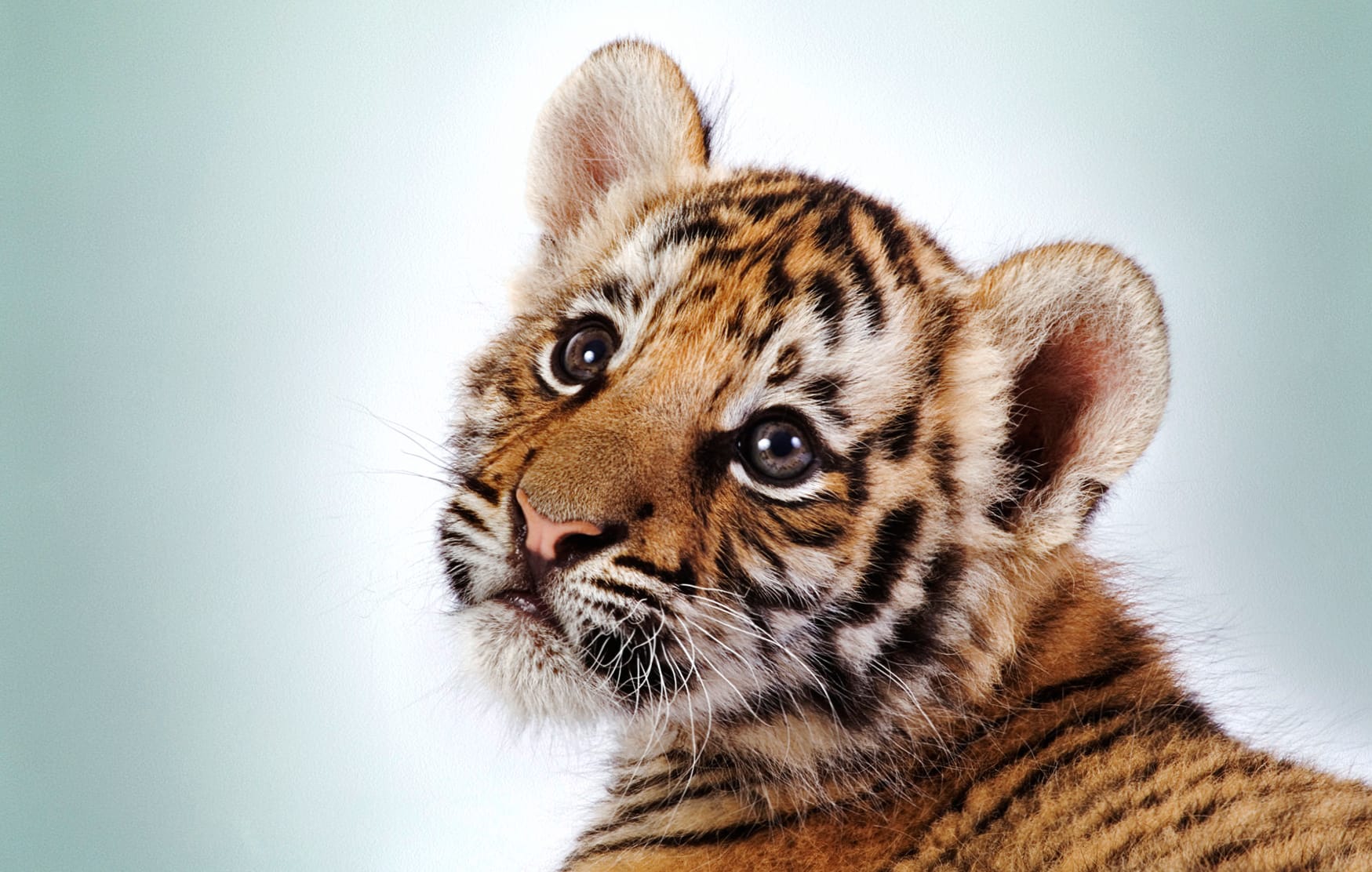 HD Tiger Cub Wallpaper wallpapers HD HD Tiger Cub Wallpaper wallpapers HD quality