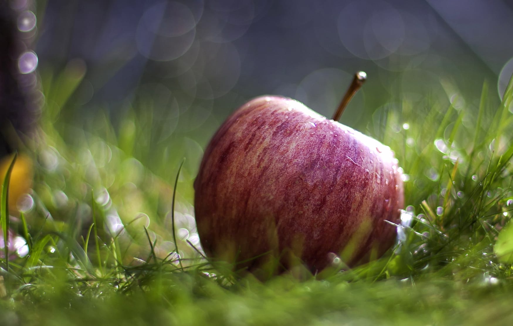 HD Wallpaper of a Fresh Apple on Lush Green Grass wallpapers HD quality