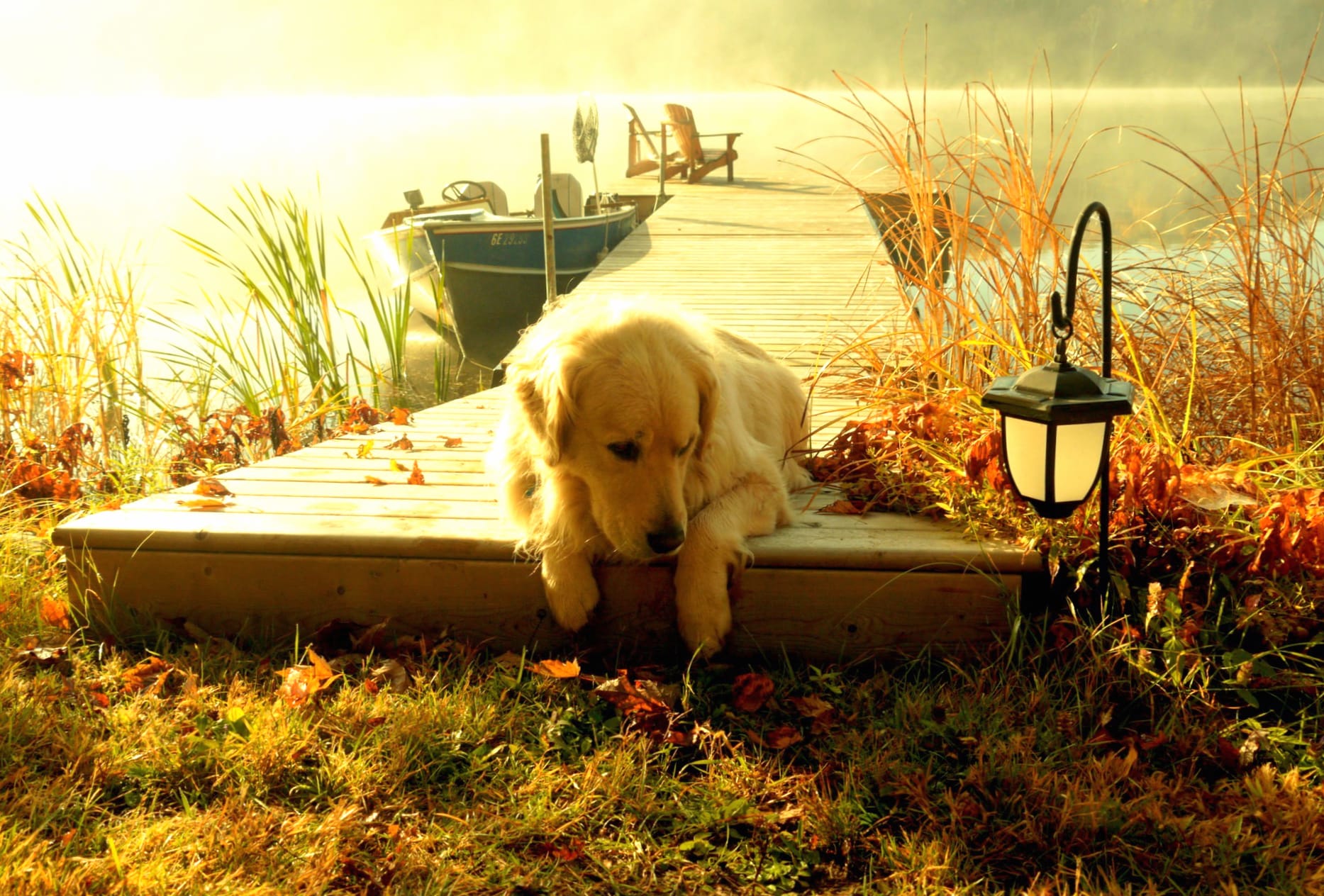 HD Wallpaper of a Golden Retriever wallpapers HD quality