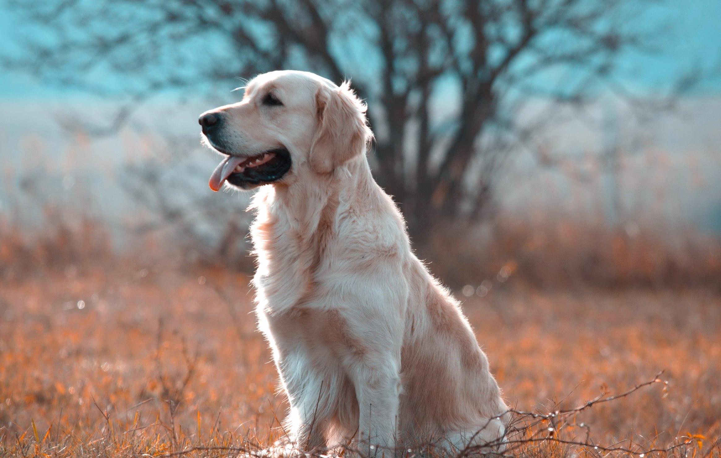 HD Wallpaper of a Golden Retriever in Serene Nature at 1366 x 768 HD size wallpapers HD quality