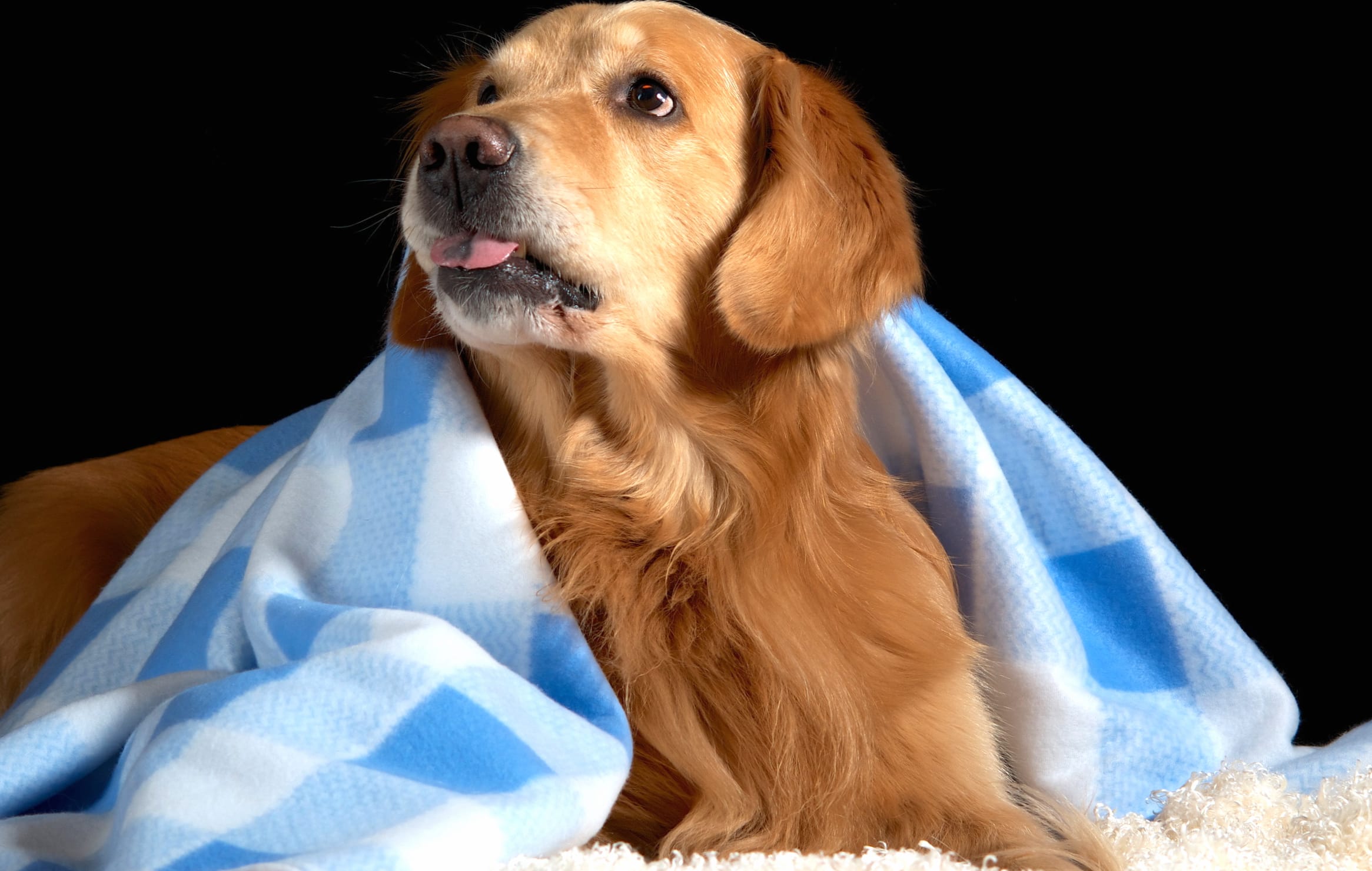 HD Wallpaper of a Golden Retriever Wrapped in Comfort wallpapers HD quality