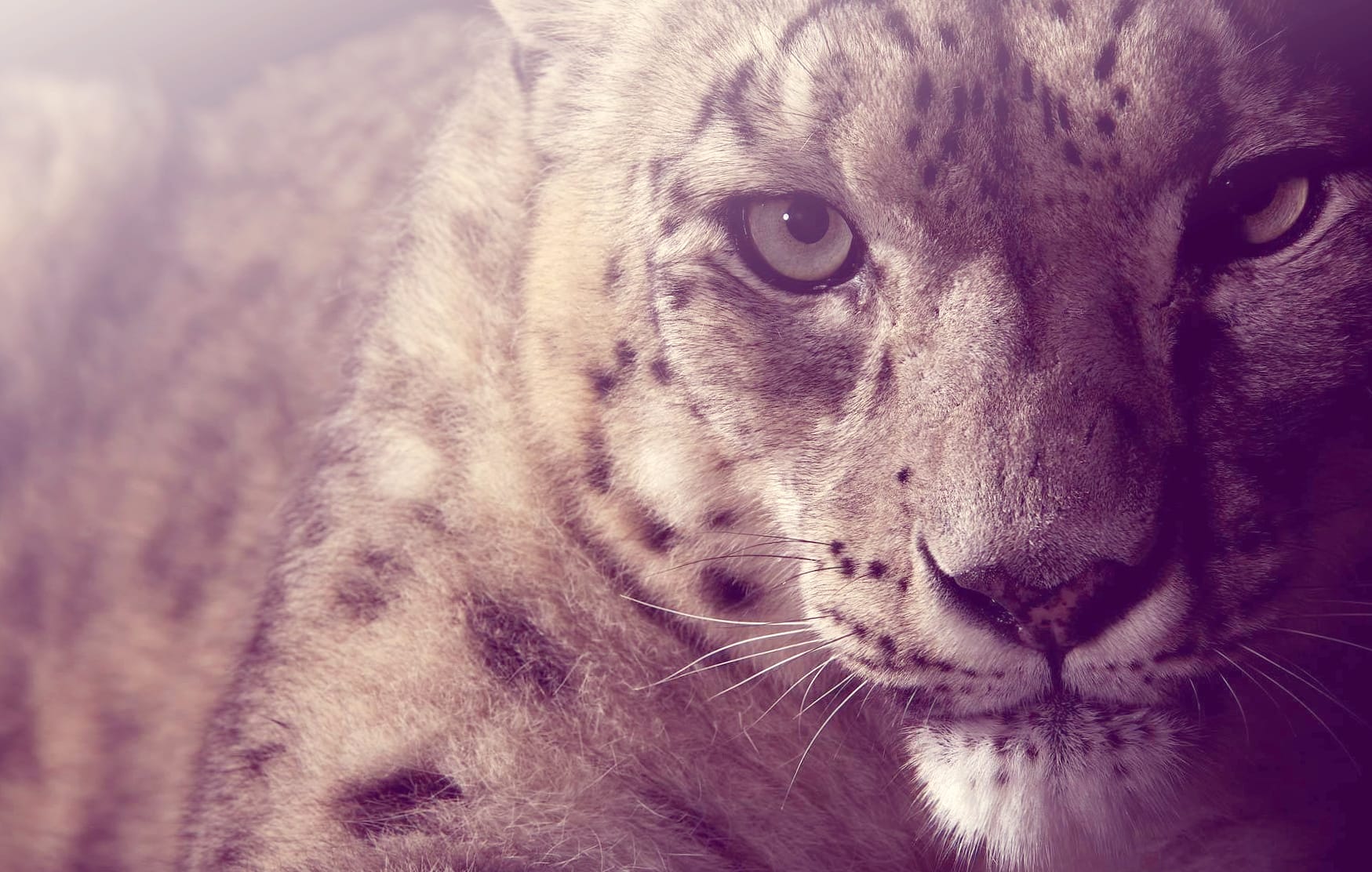 HD Wallpaper of a Majestic Snow Leopard wallpapers HD quality