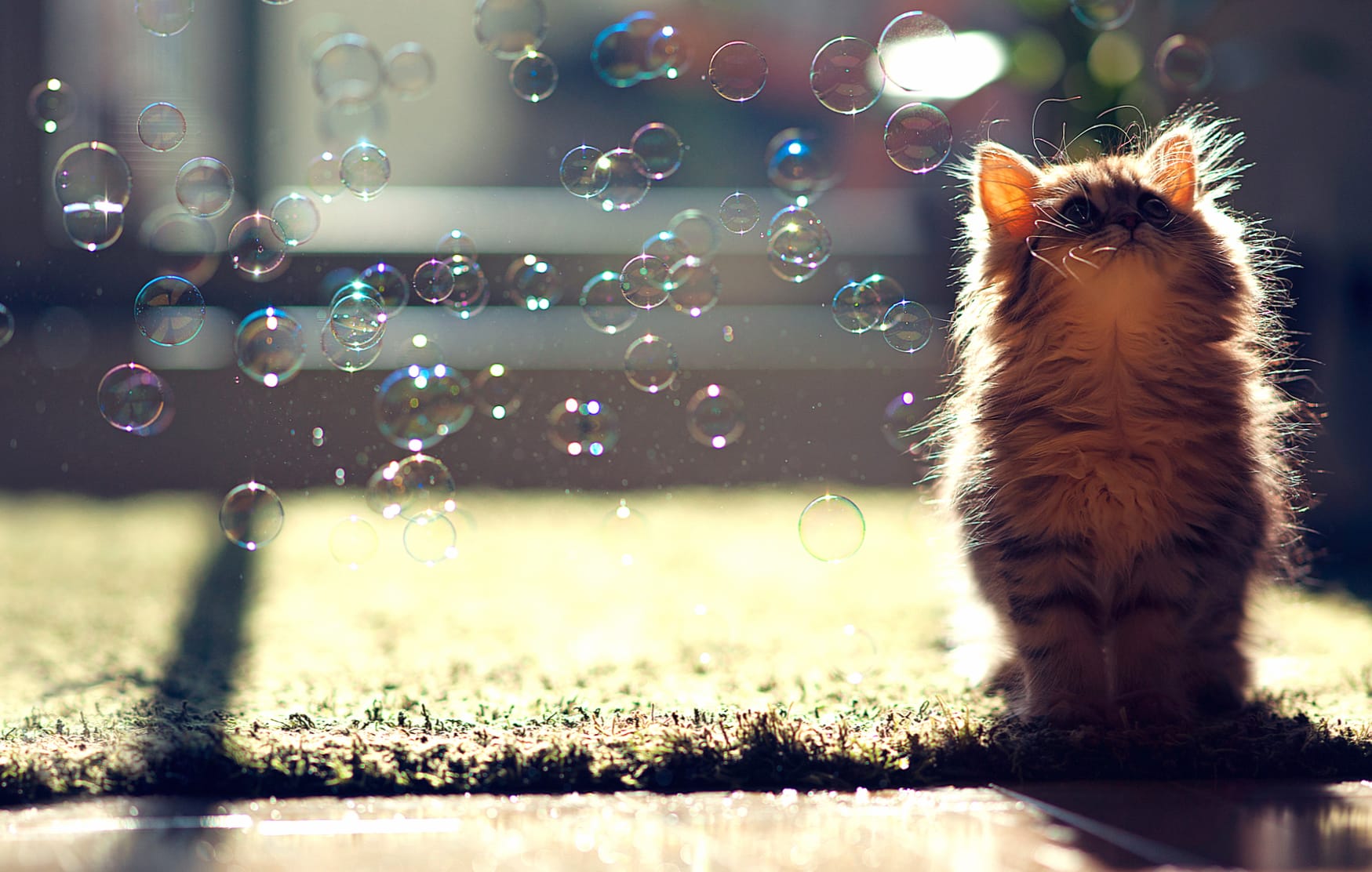 HD Wallpaper of a Playful Cat Chasing Bubbles at 640 x 960 iPhone 4 size wallpapers HD quality