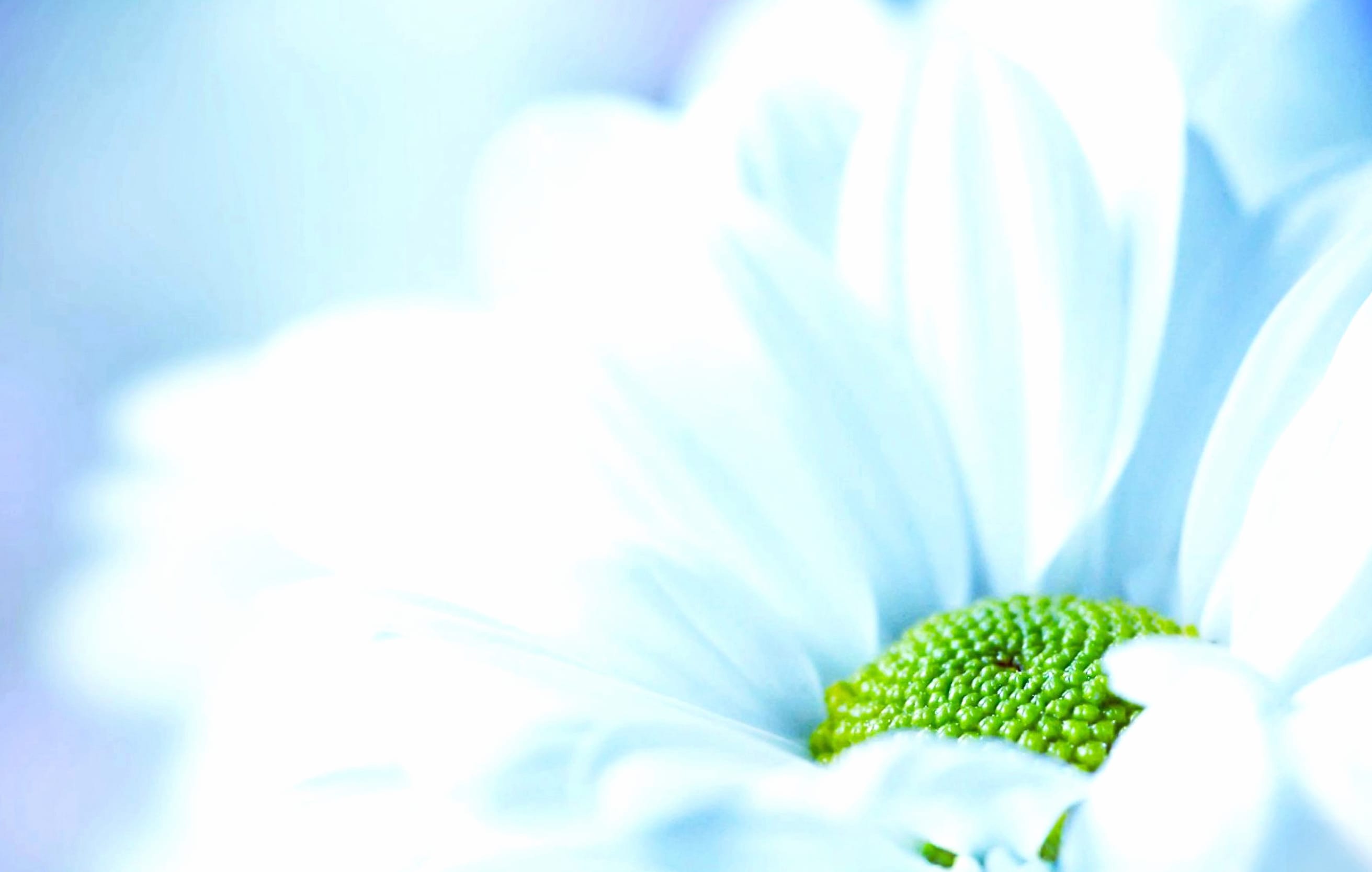 HD Wallpaper of a Serene White Flower in Nature wallpapers HD quality