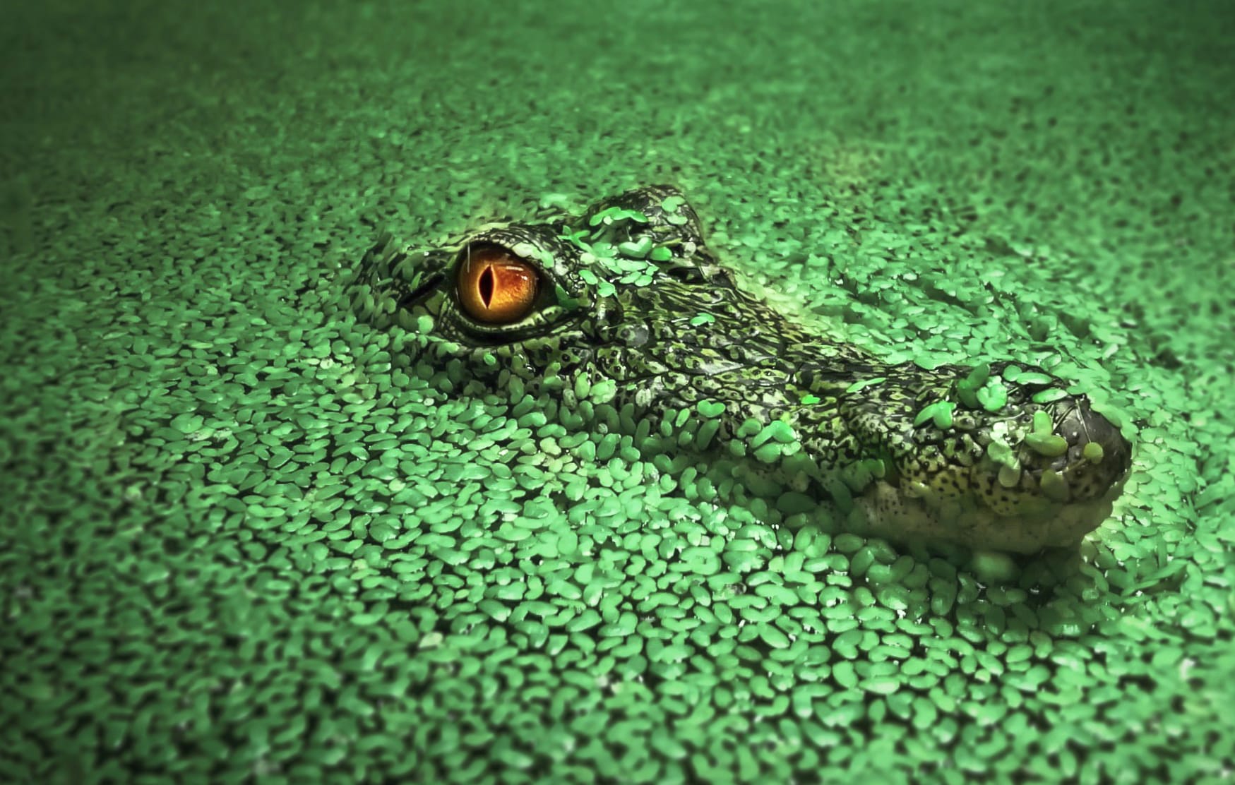 HD Wallpaper of a Stealthy Crocodile in Tranquil Waters wallpapers HD quality