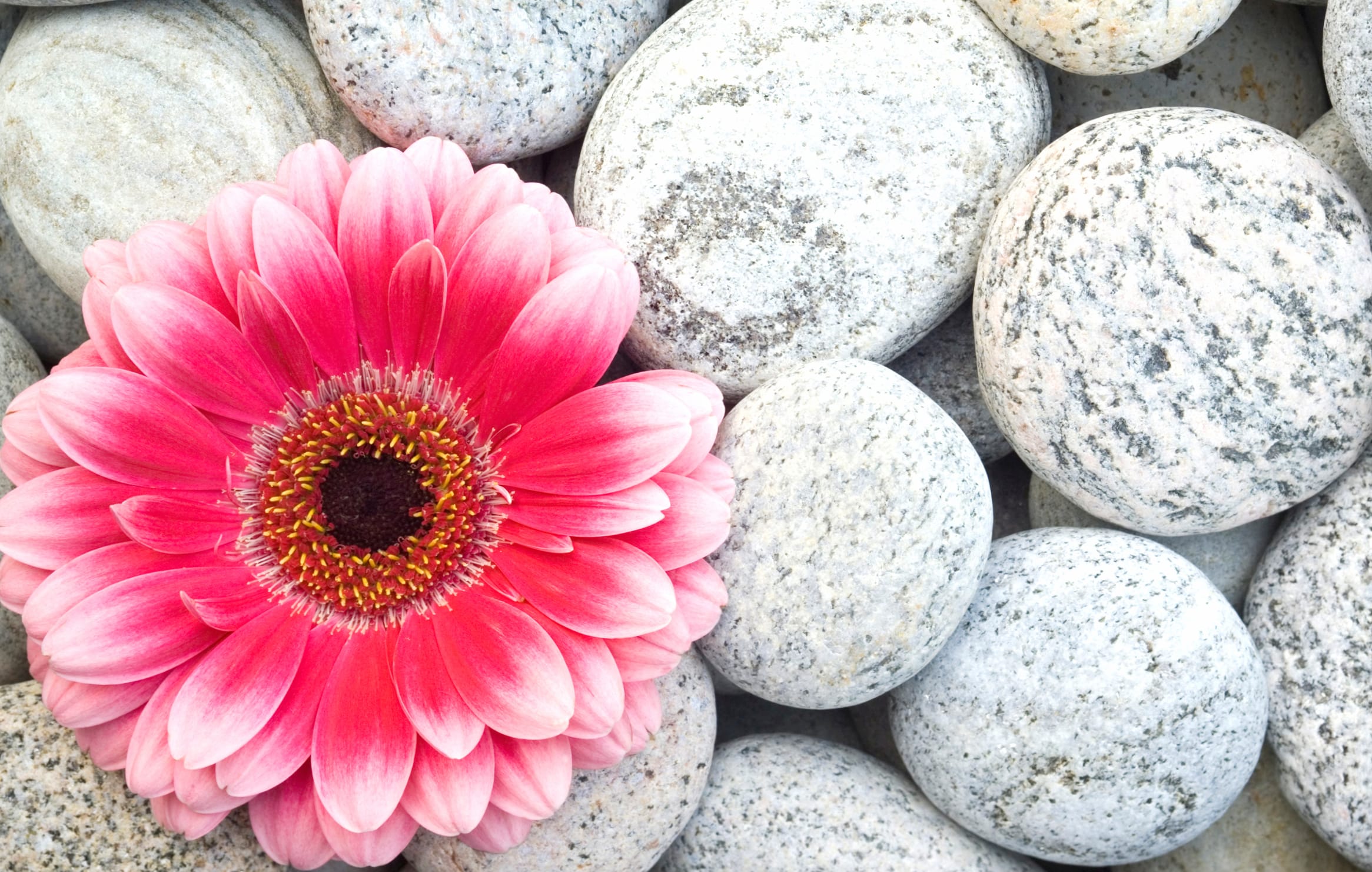 HD Wallpaper of a Vibrant Gerbera Flower in Nature at 2560 x 1440 HD size wallpapers HD quality