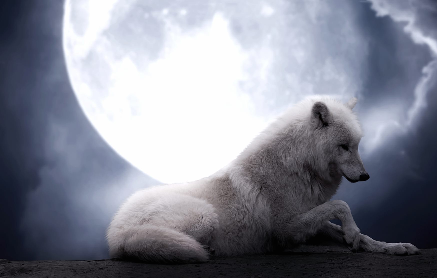 HD Wallpaper of a White Wolf Under the Moonlit Sky at 320 x 480 iPhone size wallpapers HD quality