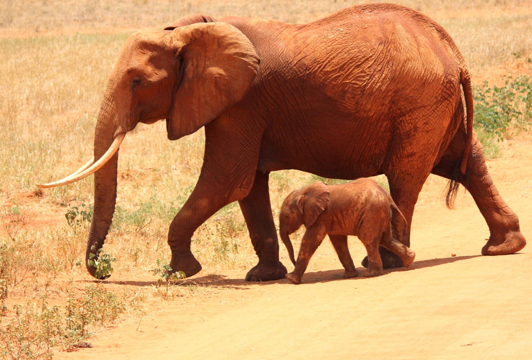 HD Wallpaper of African Bush Elephants and Their Baby at 320 x 480 iPhone size wallpapers HD quality