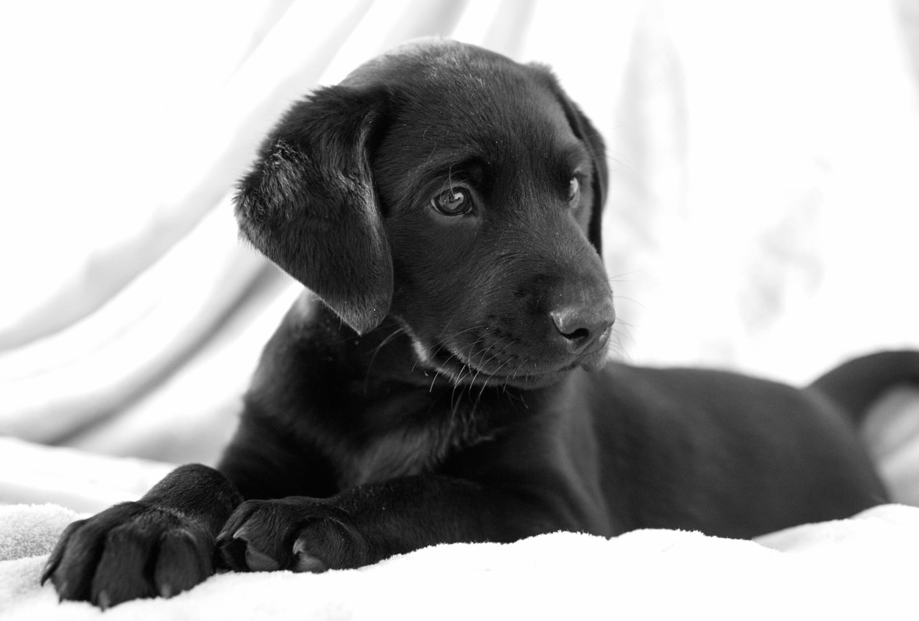 HD Wallpaper of an Adorable Black Puppy wallpapers HD quality