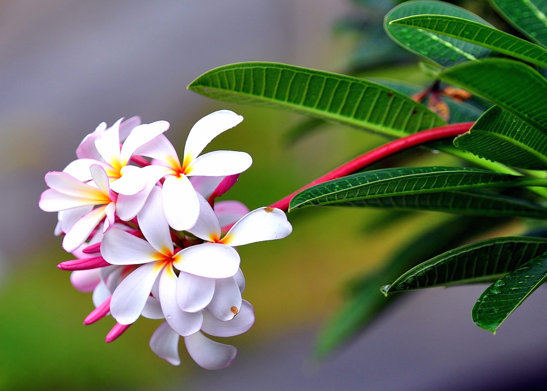 HD Wallpaper of Blooming Frangipani in Nature wallpapers HD quality