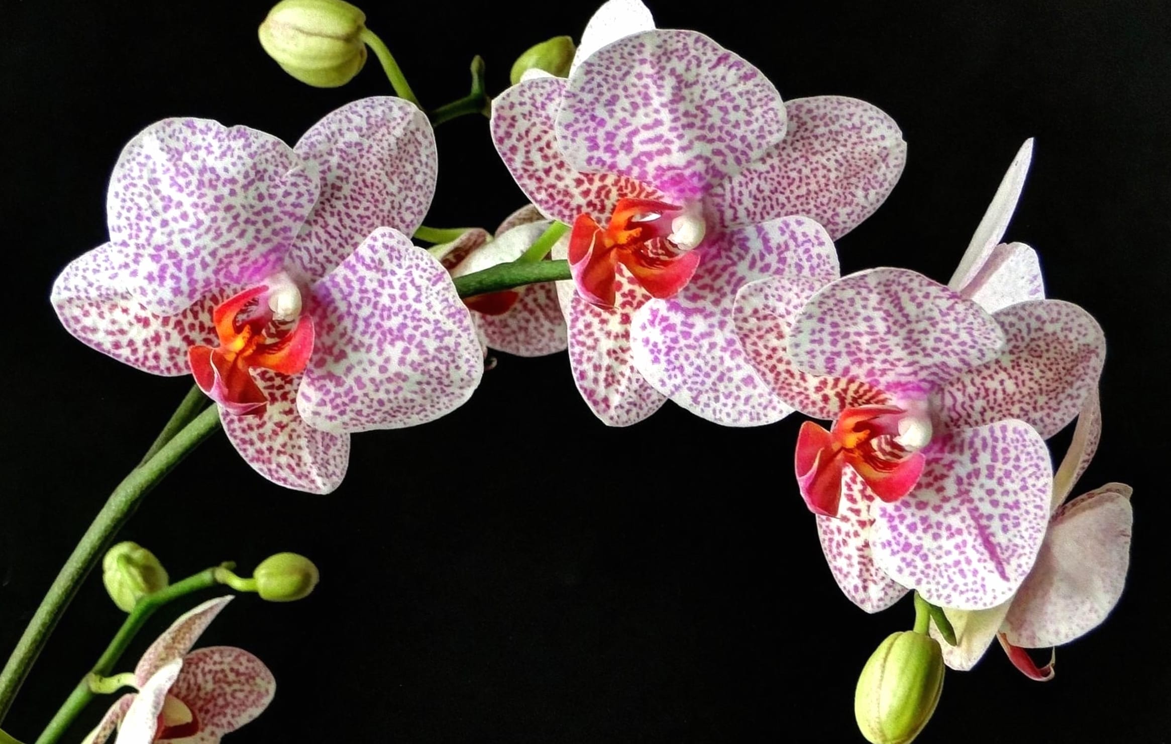 HD Wallpaper of Elegant Orchid Flowers in Nature wallpapers HD quality