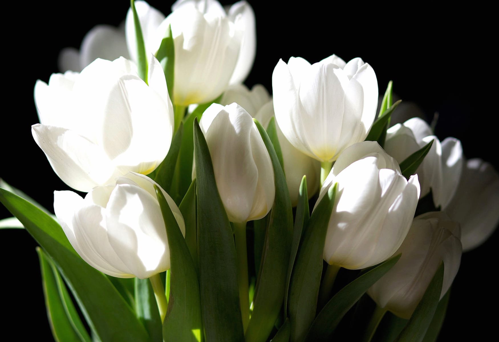 HD Wallpaper of Elegant White Tulips in Nature wallpapers HD quality