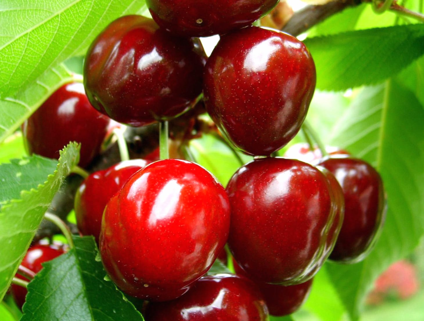 HD Wallpaper of Juicy Cherry Delights wallpapers HD quality