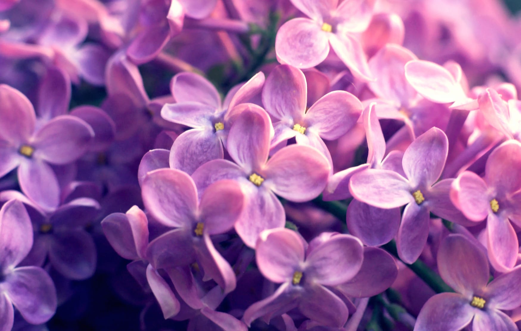 HD Wallpaper of Lilac Blossoms in Nature at 1152 x 864 size wallpapers HD quality