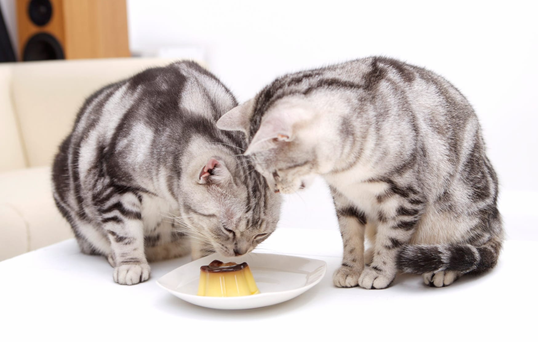 HD Wallpaper of Playful Cats Enjoying Their Treat wallpapers HD HD Wallpaper of Playful Cats Enjoying Their Treat wallpapers HD quality