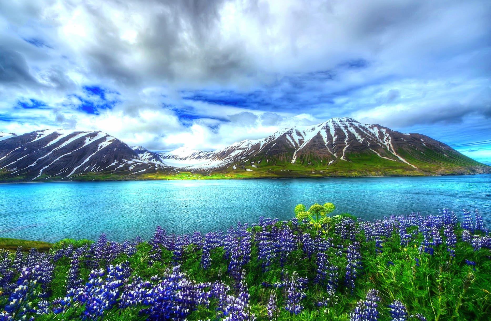 HD Wallpaper of Serene Nature Lupines wallpapers HD quality