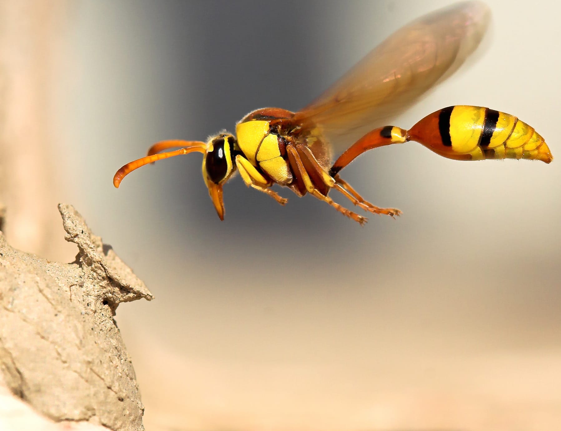 HD Wasp Macro Nature Wallpaper wallpapers HD quality