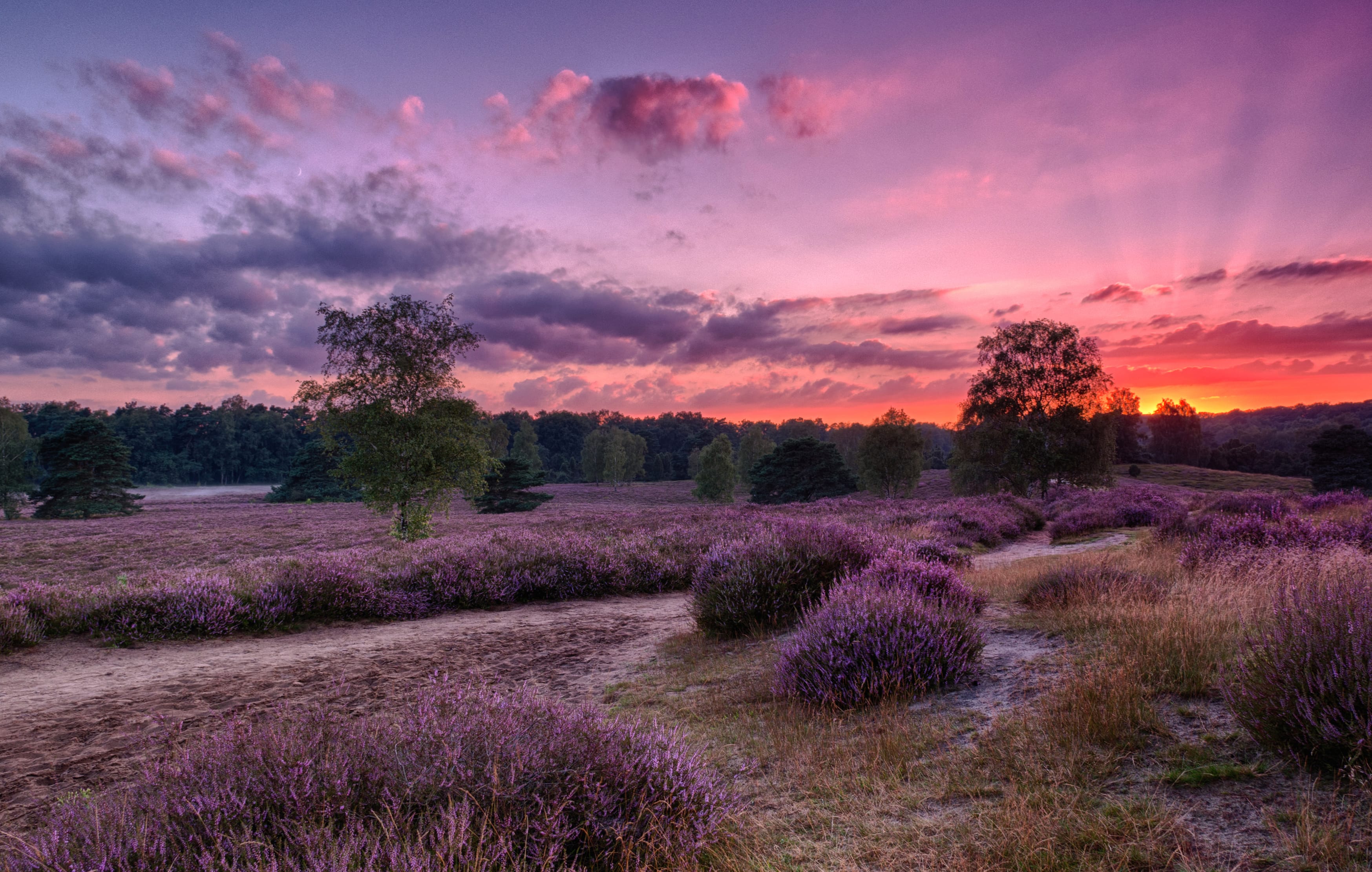 HDR Sky Sunrise Nature Landscape Flower Lavender at 320 x 480 iPhone size wallpapers HD quality