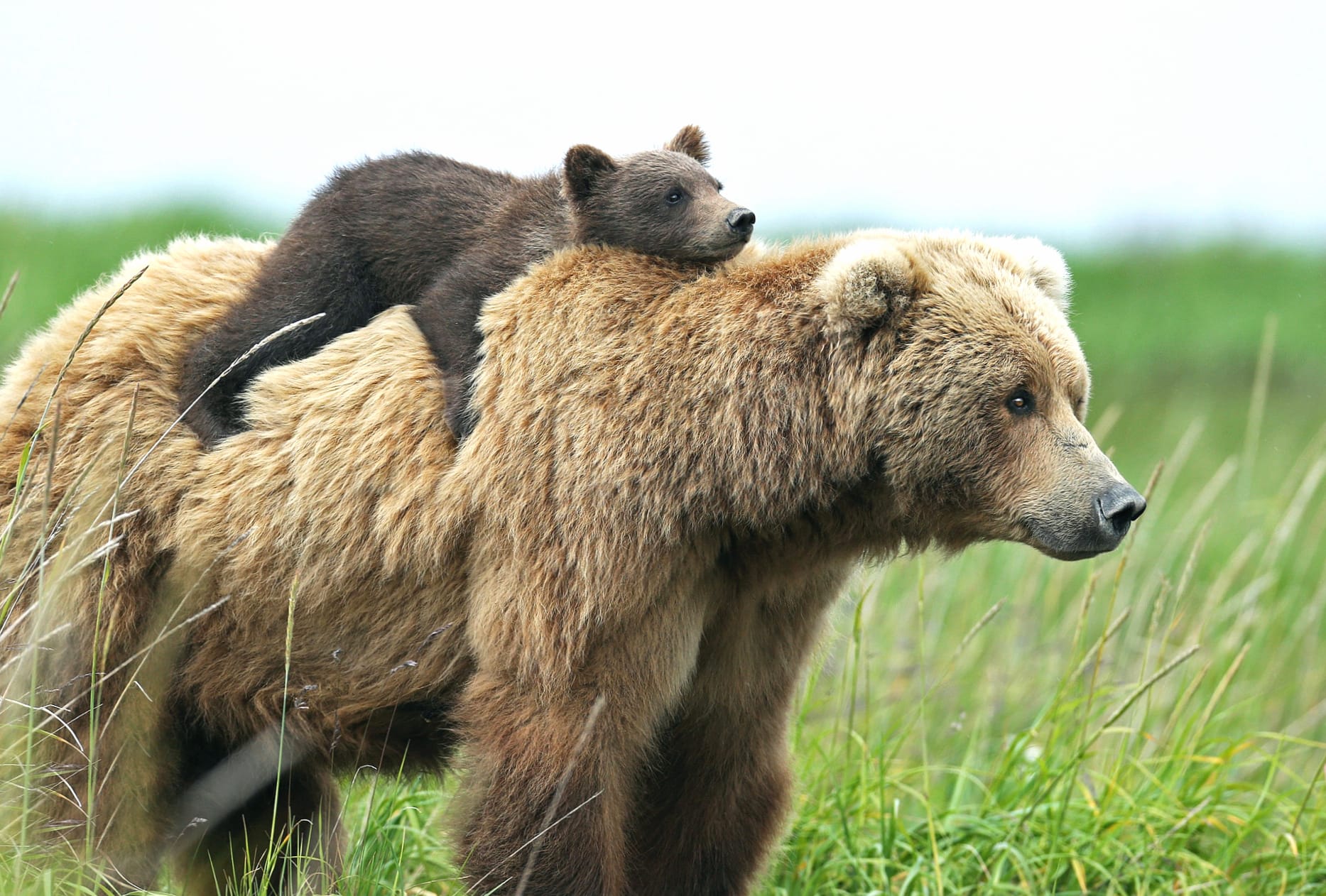 Heartwarming of a Brown Bear and Cub wallpapers HD Heartwarming of a Brown Bear and Cub wallpapers HD quality
