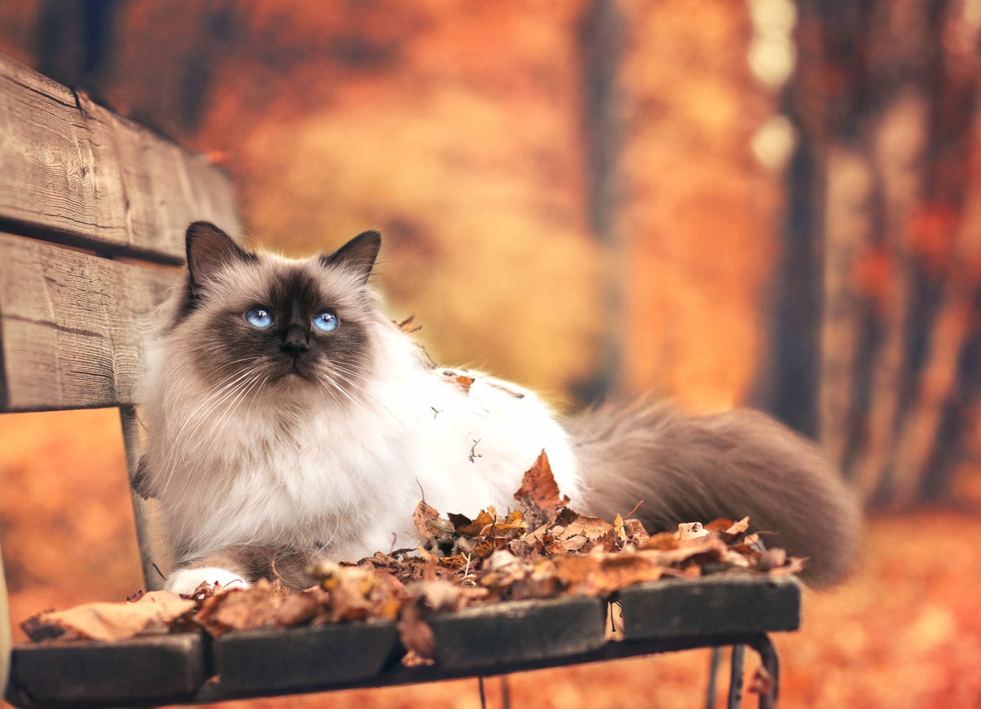 Himalayan Cat Fall Forest Bench Animal Cat wallpapers HD quality