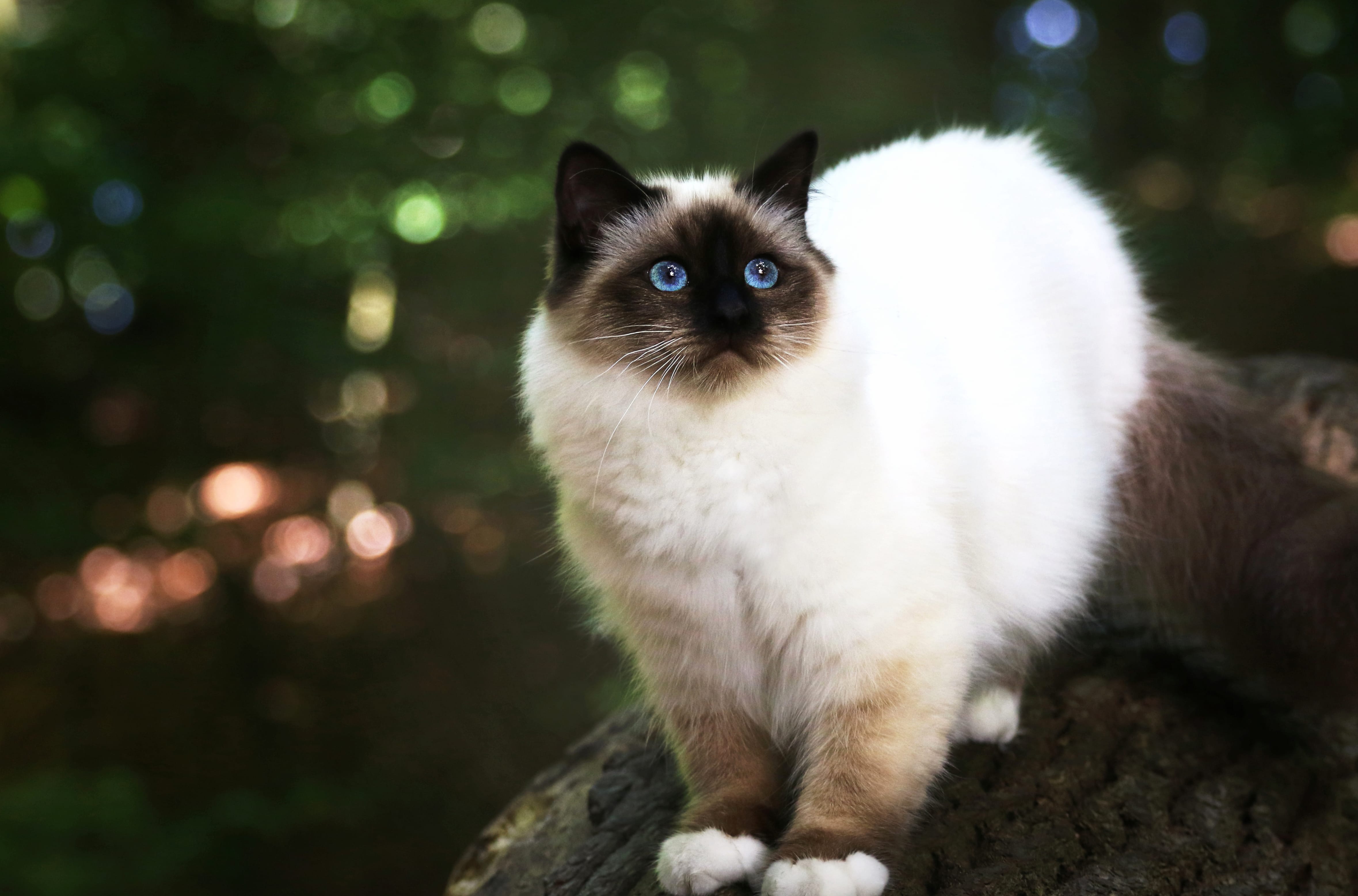 Himalayan Cat in Bokeh Stunning wallpapers HD quality