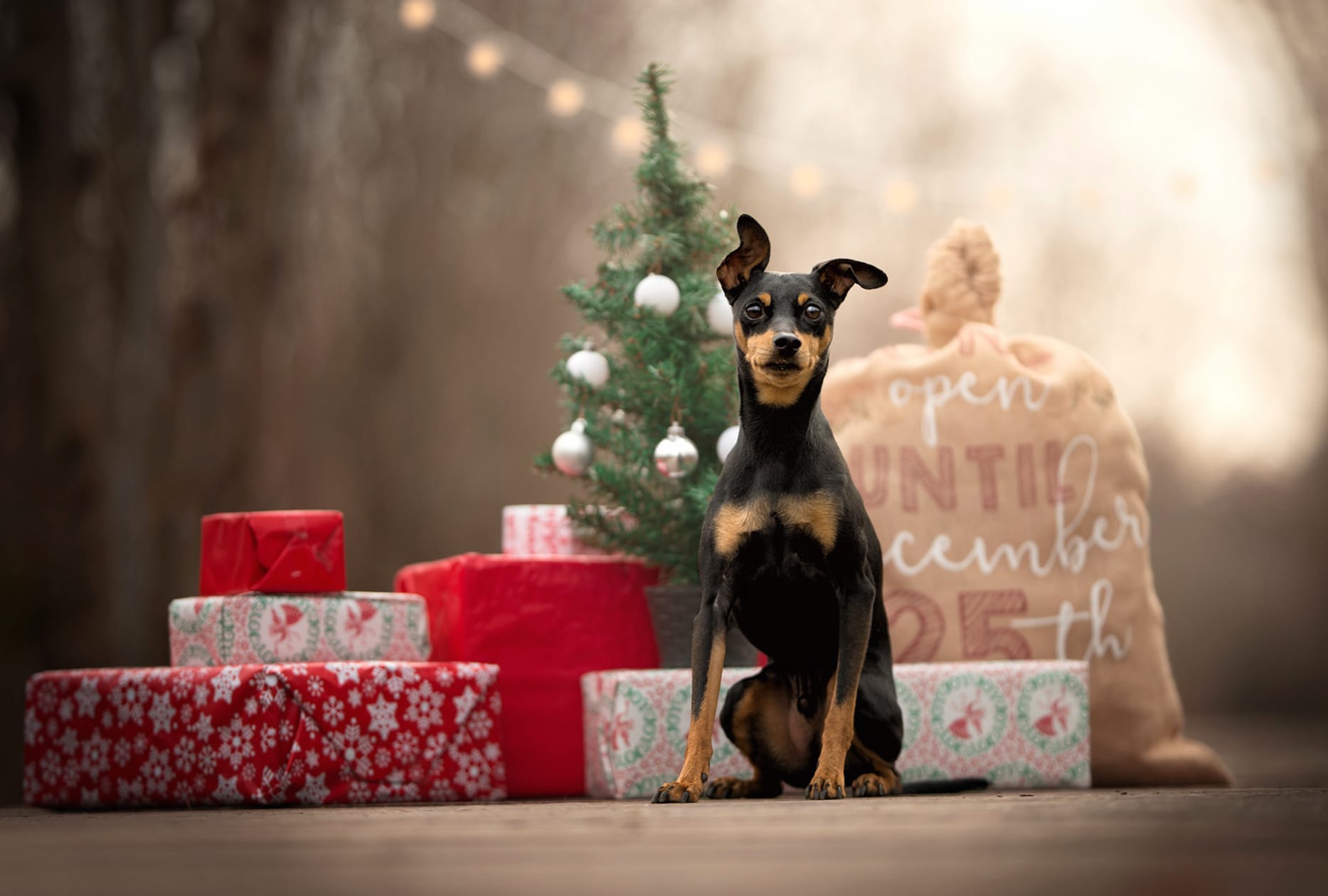 Holiday Doberman Puppy at 1600 x 1200 size wallpapers HD quality