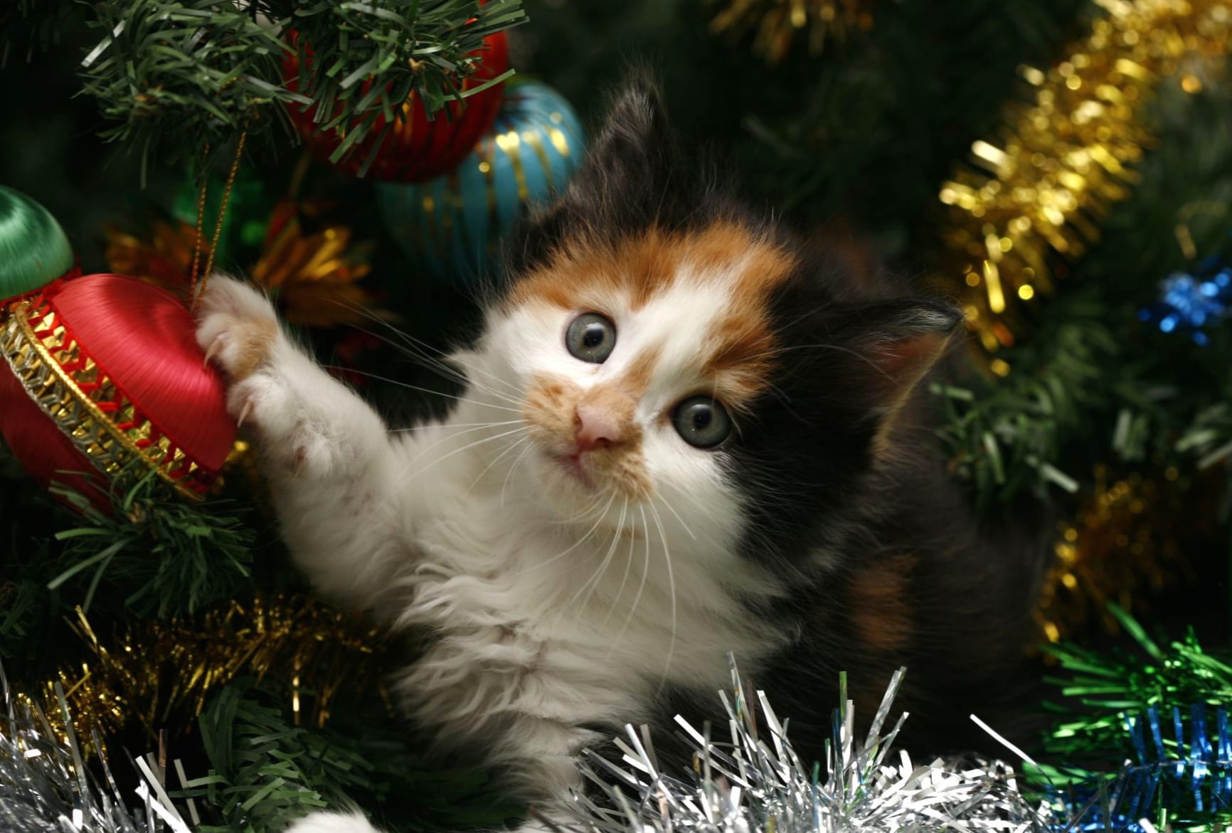 Holiday Kitten Cute Cat with Christmas Ornaments wallpapers HD quality