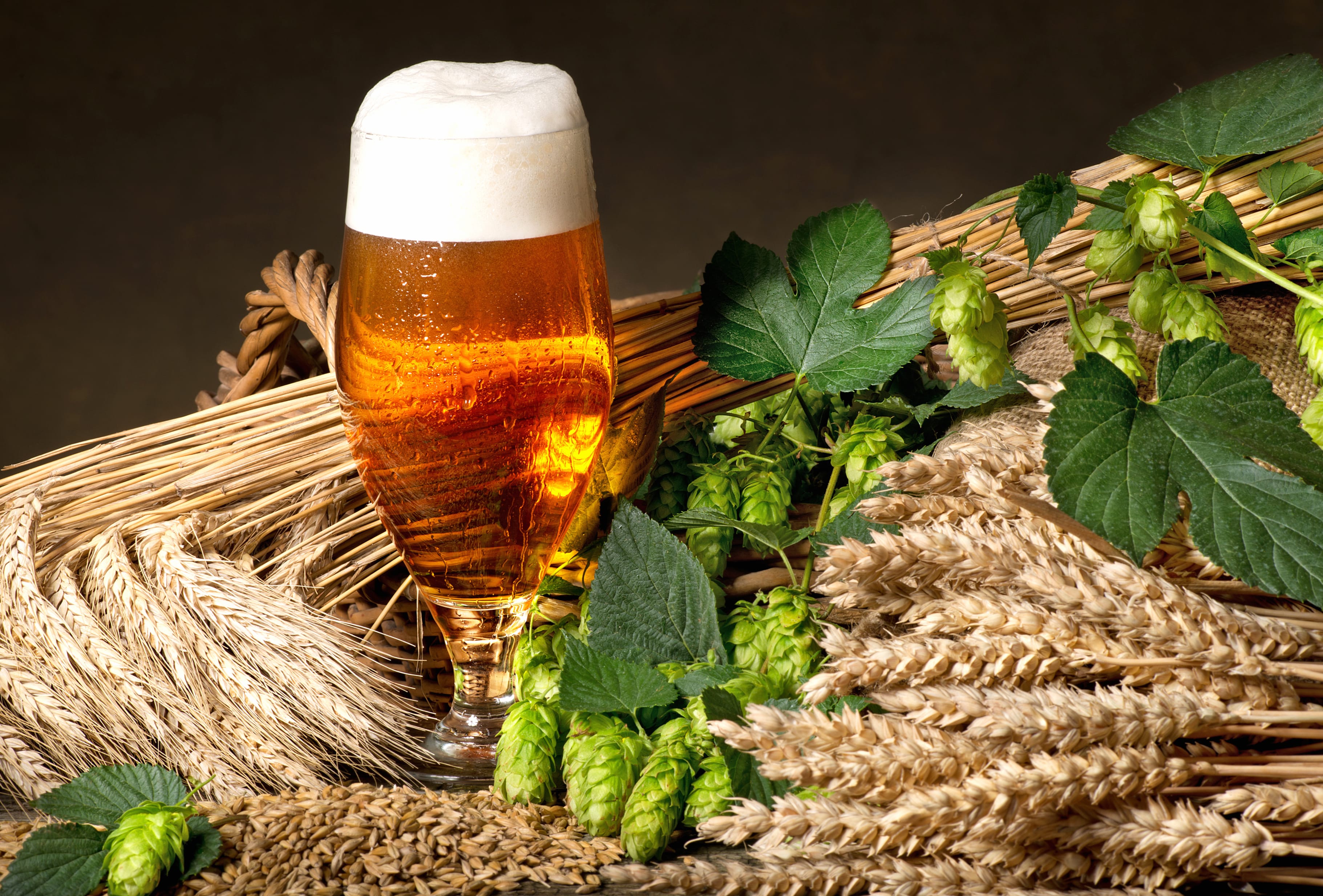 Hop Plant Still Life Drink Alcohol Glass Food Beer wallpapers HD quality