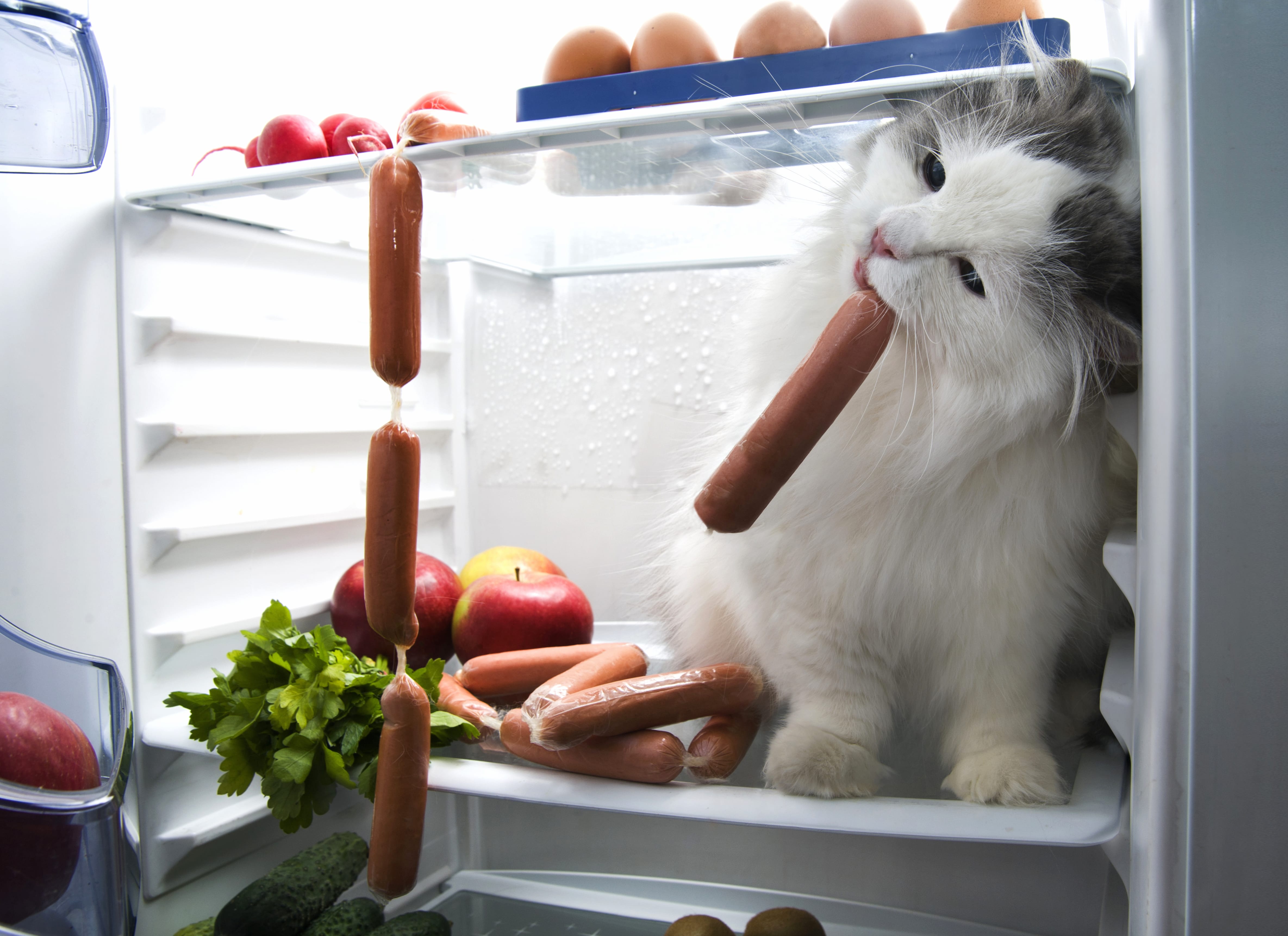 Humor Fridge Sausage Animal Cat wallpapers HD quality