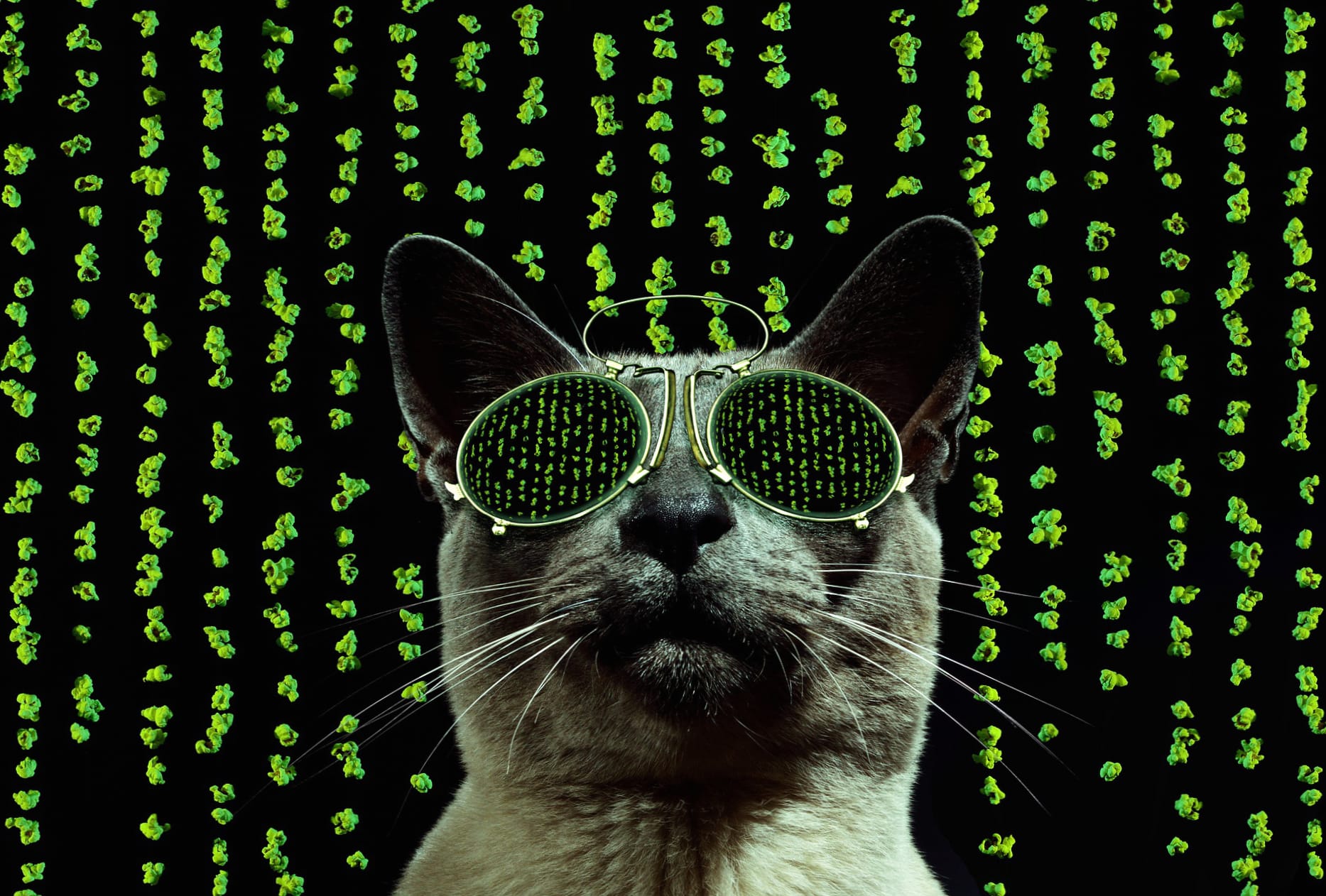 Humor Sunglasses Animal Cat wallpapers HD quality