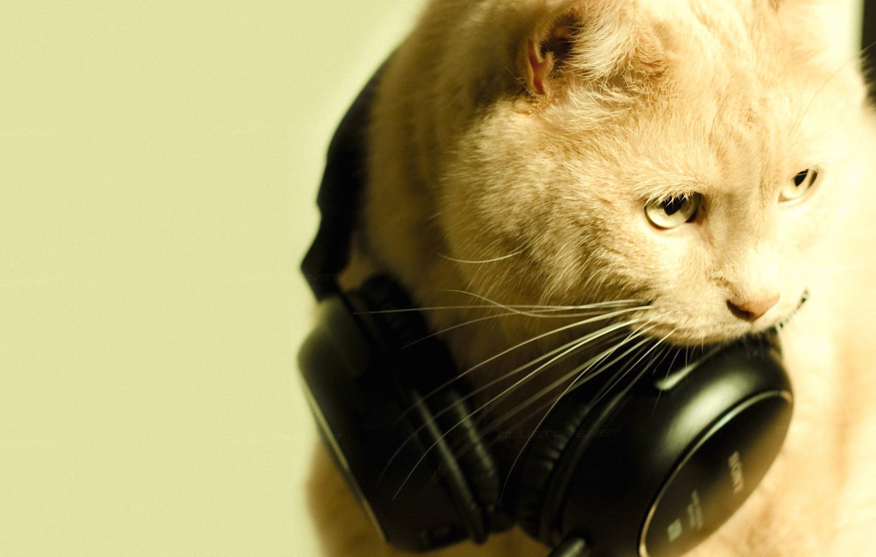 Humorous Cat with Headphones - A Fun wallpapers HD quality