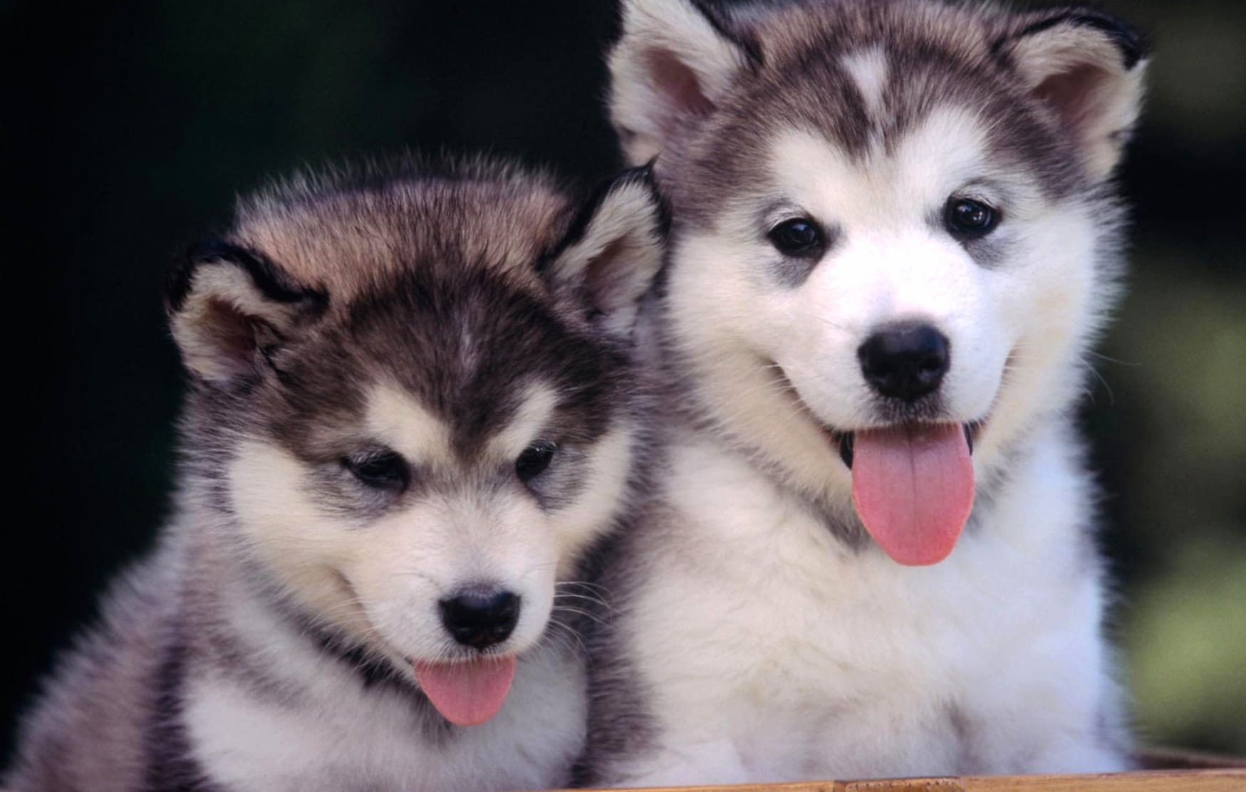 Husky Pups wallpapers HD quality