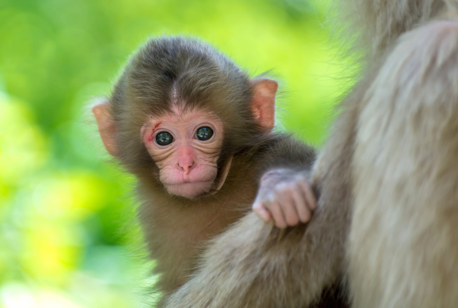 Inquisitive Macaque Moments at 1334 x 750 iPhone 7 size wallpapers HD quality