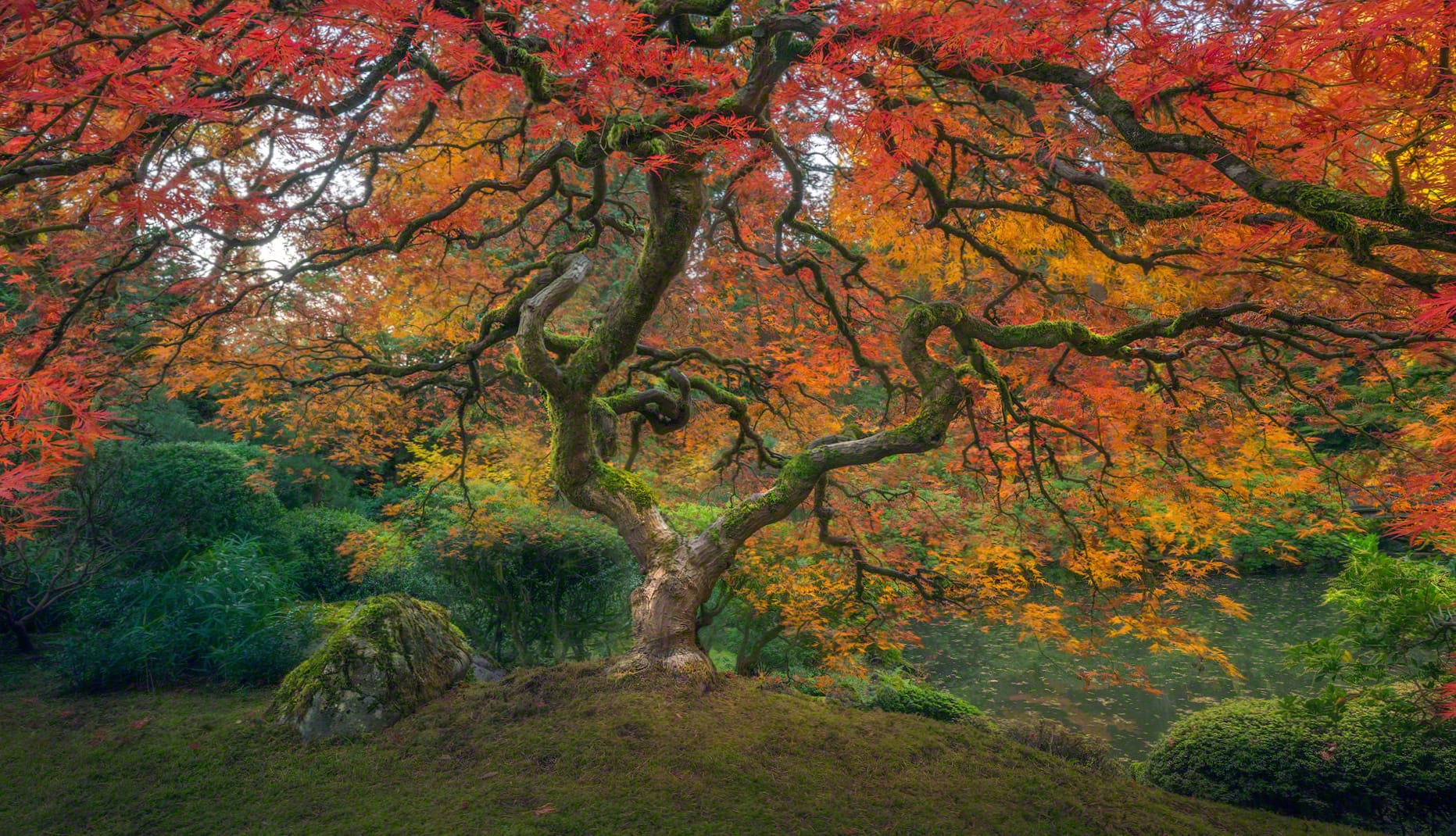 Japanese Garden in Fall - HD Nature Wallpaper wallpapers HD quality