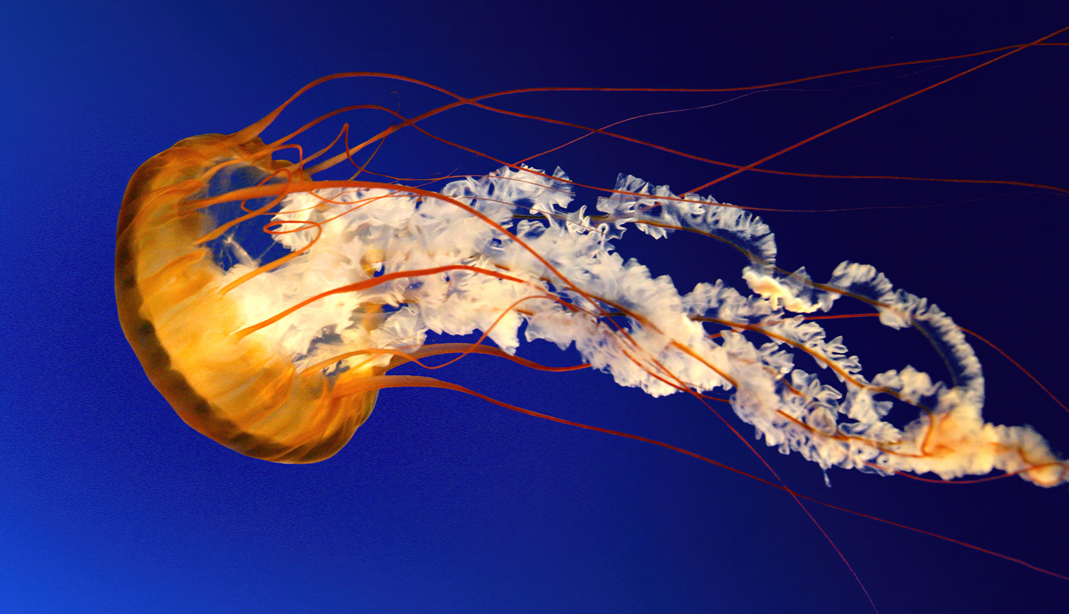 Jellyfish Windows 7 at 750 x 1334 iPhone 6 size wallpapers HD quality