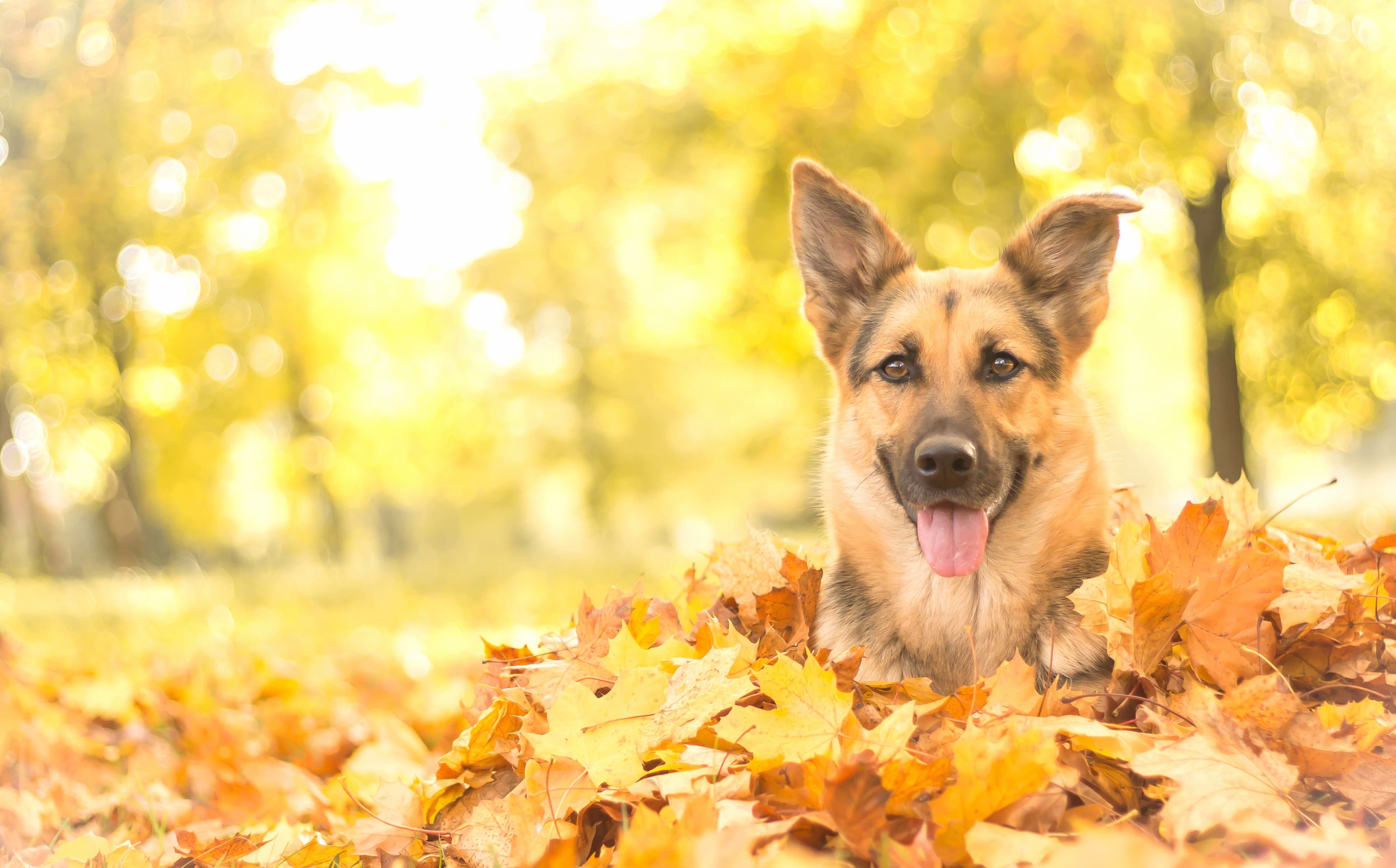 Joyful German Shepherd in Fall Bokeh - wallpapers HD quality