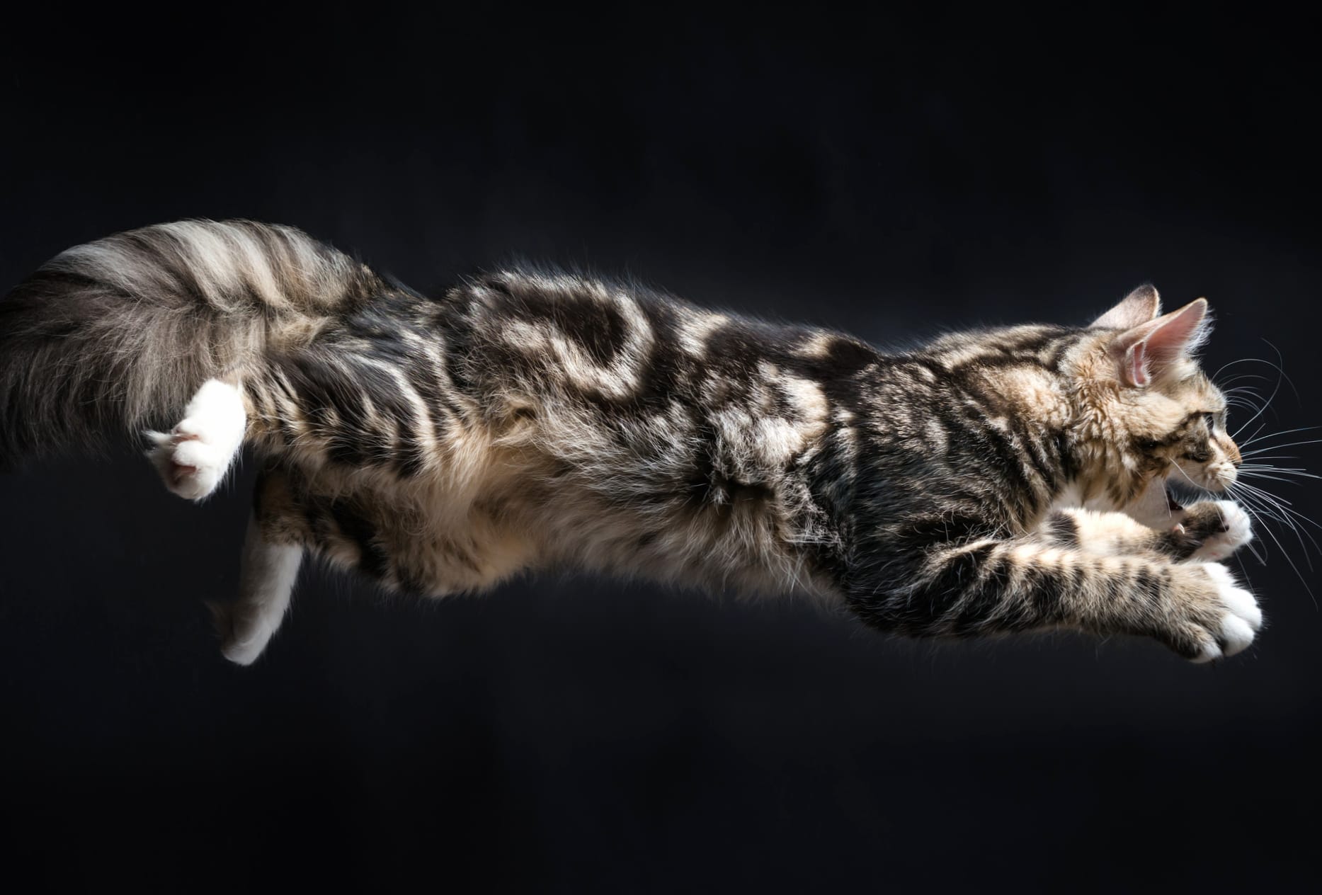 Jump Animal Cat wallpapers HD quality