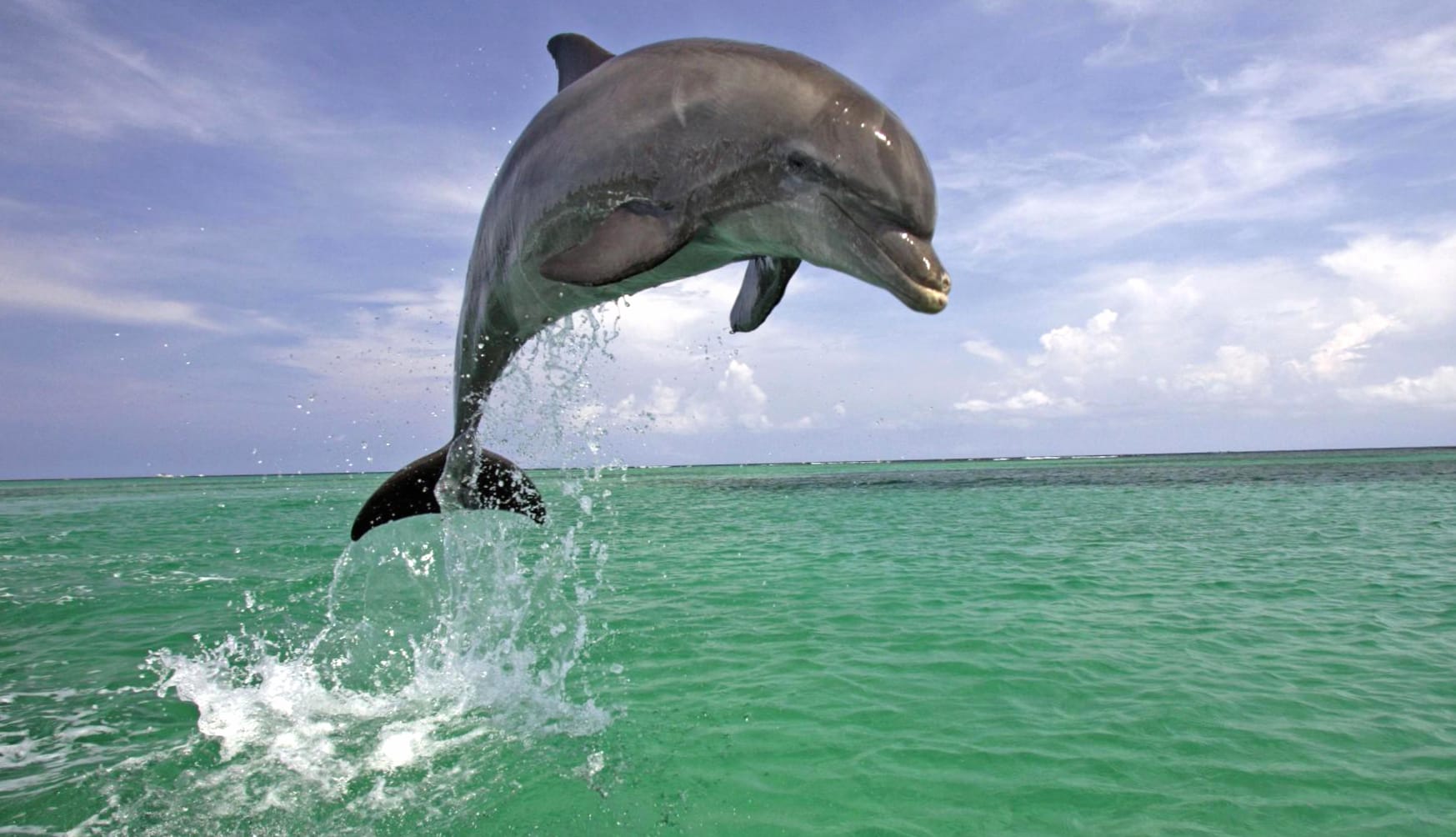 Jumping Bottlenose Dolphin wallpapers HD quality