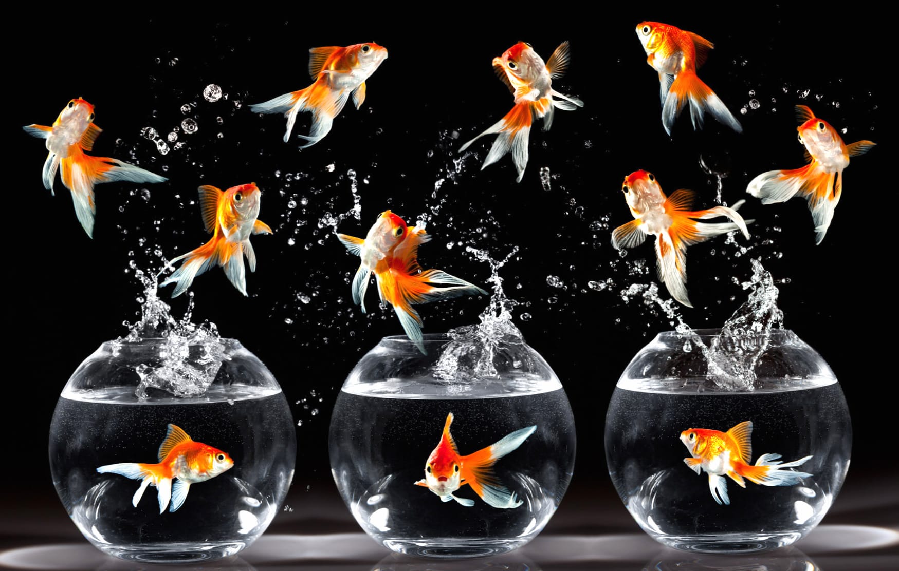 Jumping Goldfish at 640 x 960 iPhone 4 size wallpapers HD quality