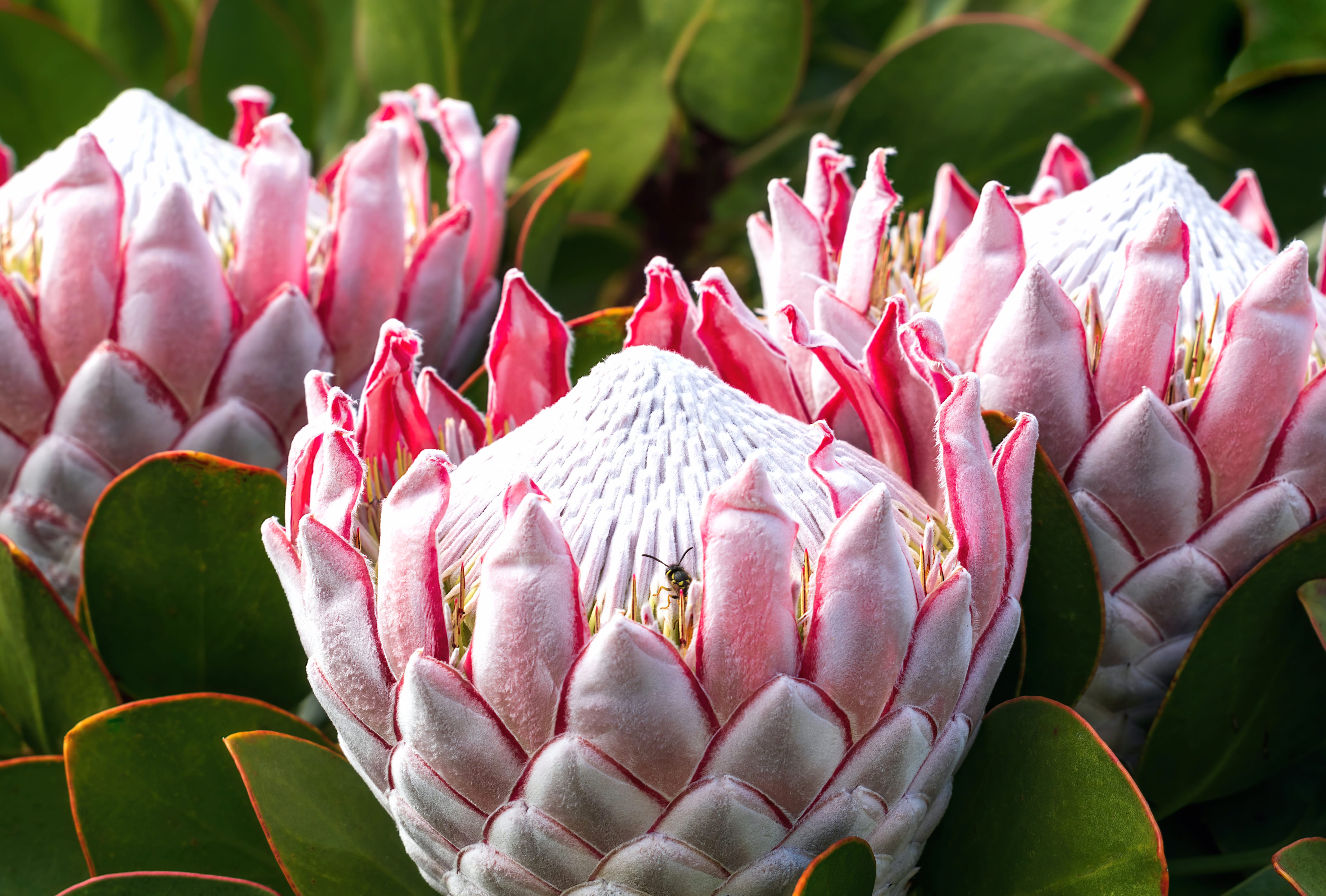 King Protea Nature Flower wallpapers HD quality