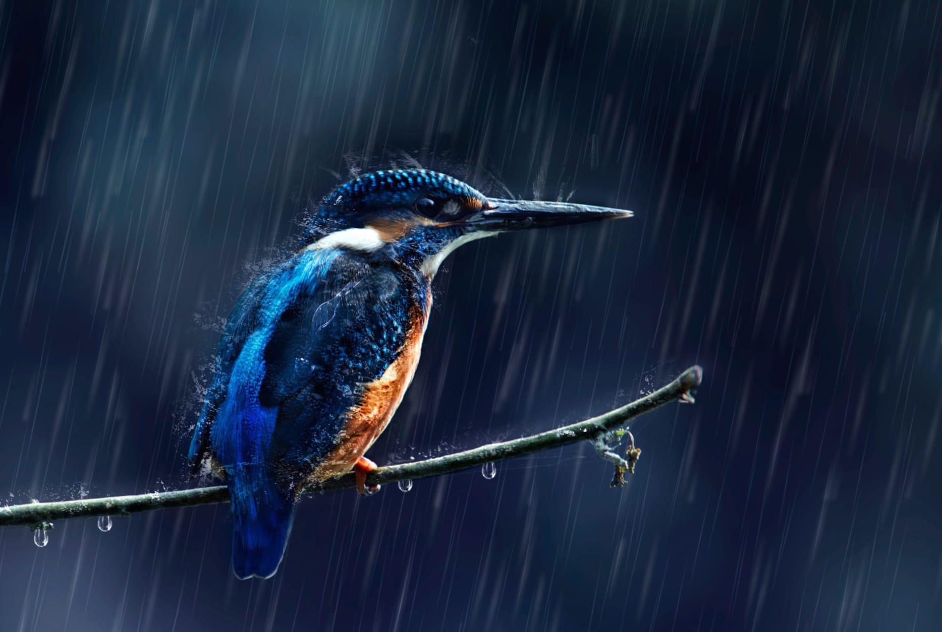 Kingfisher in the Rain - wallpapers HD quality