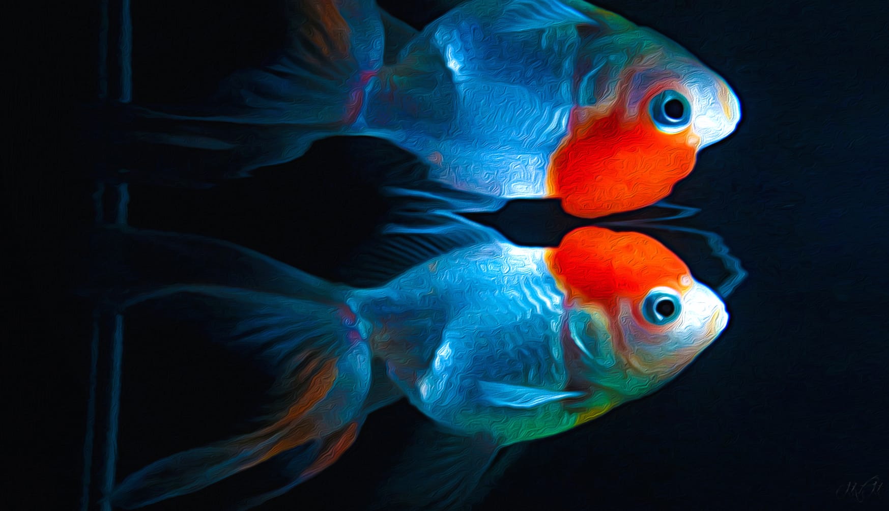 Kinguio Stunning Goldfish wallpapers HD Kinguio Stunning Goldfish wallpapers HD quality