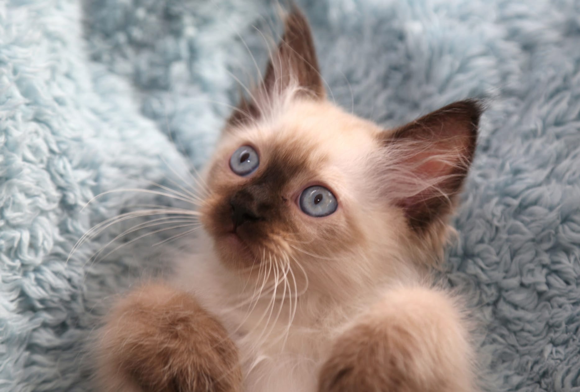 Kitten Cat Animal Siamese Cat at 2048 x 2048 iPad size wallpapers HD quality