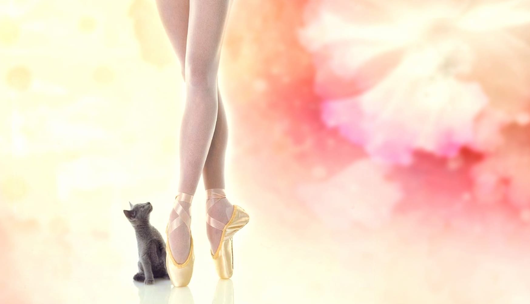 Kitten Cat Artistic Ballerina wallpapers HD Kitten Cat Artistic Ballerina wallpapers HD quality