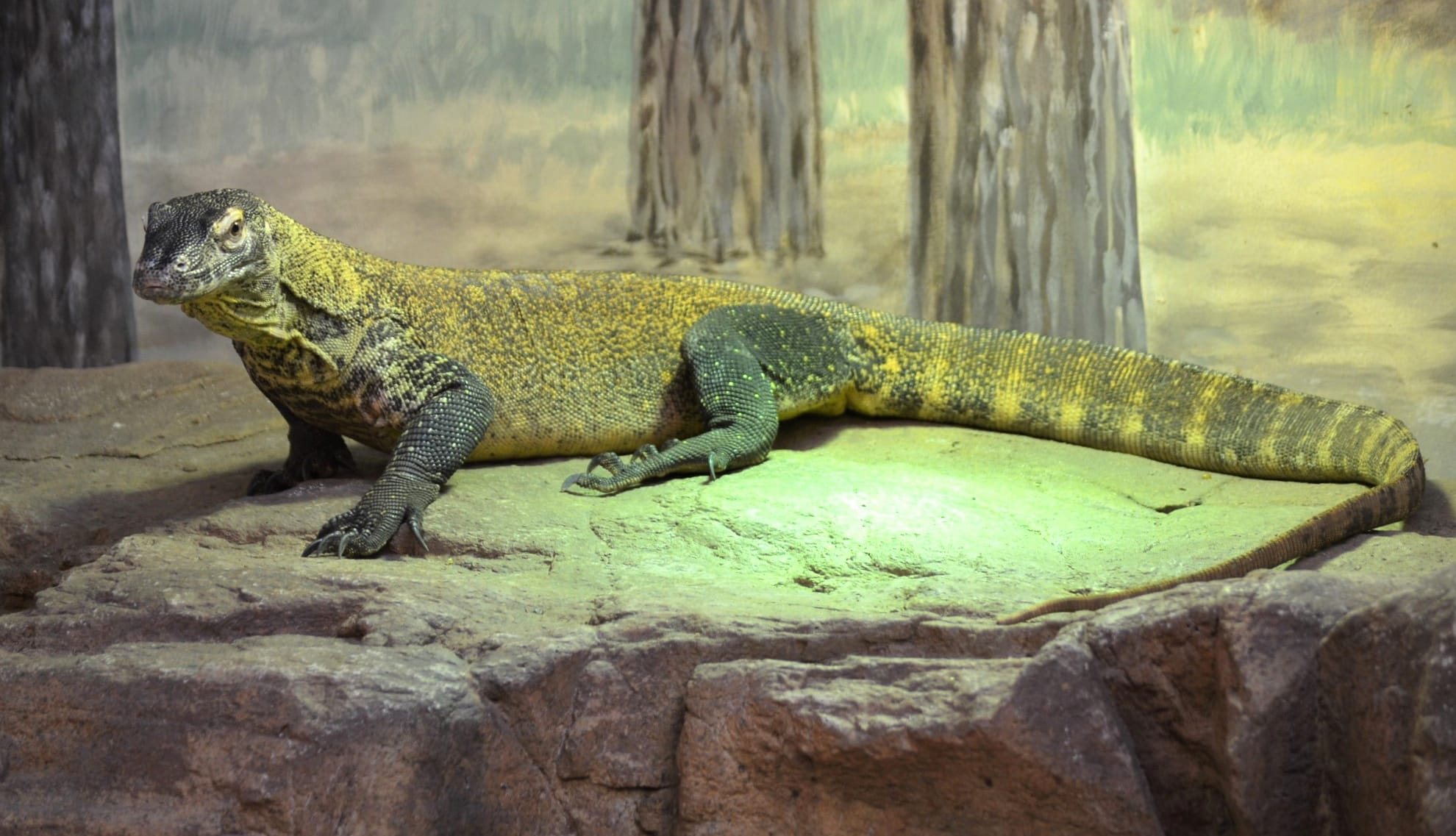 Komodo dragon (Varanus komodoensis), Taronga Park Zoo Sydney Australia. by lonewolf6738 wallpapers HD quality