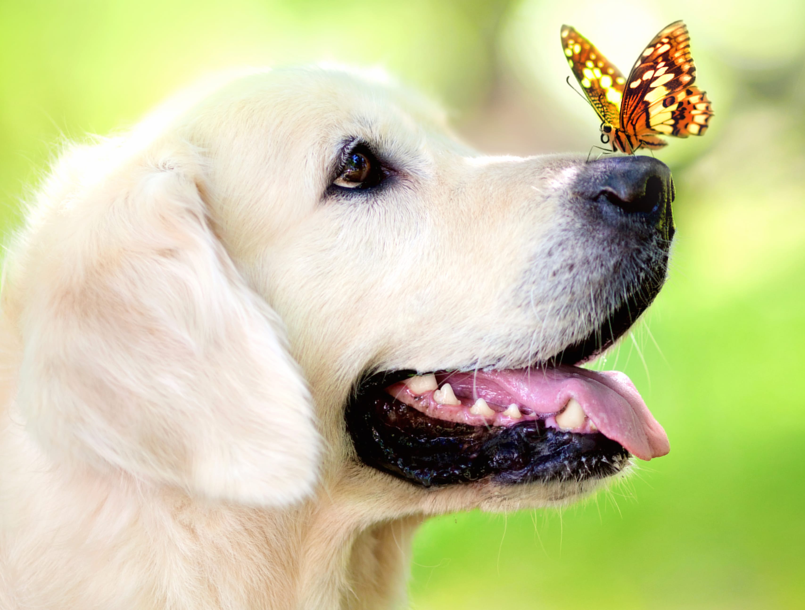 Labrador and Butterfly Close-Up - at 2560 x 1440 HD size wallpapers HD quality