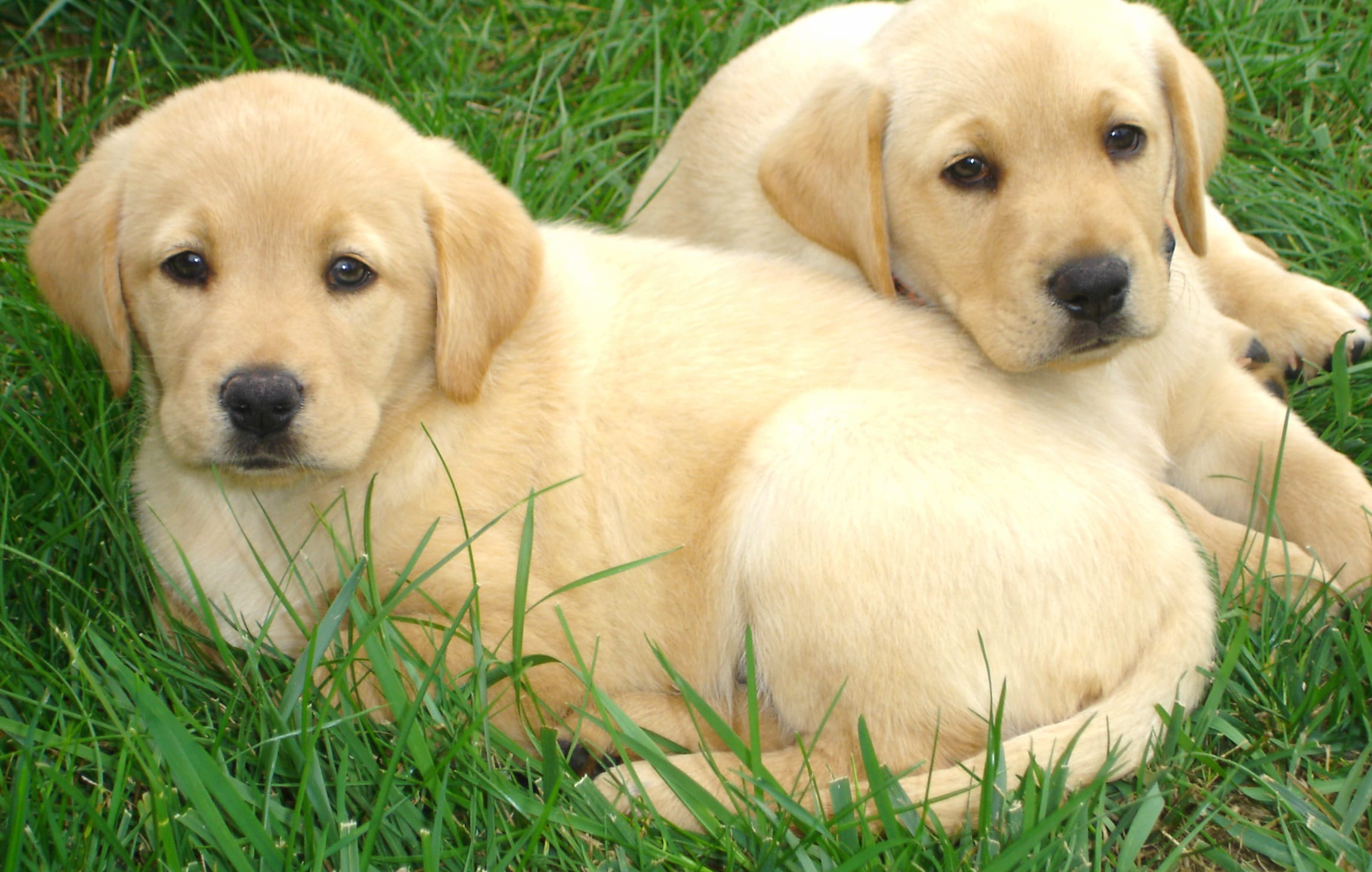 Labrador Pals - HD Animal Wallpaper wallpapers HD Labrador Pals - HD Animal Wallpaper wallpapers HD quality
