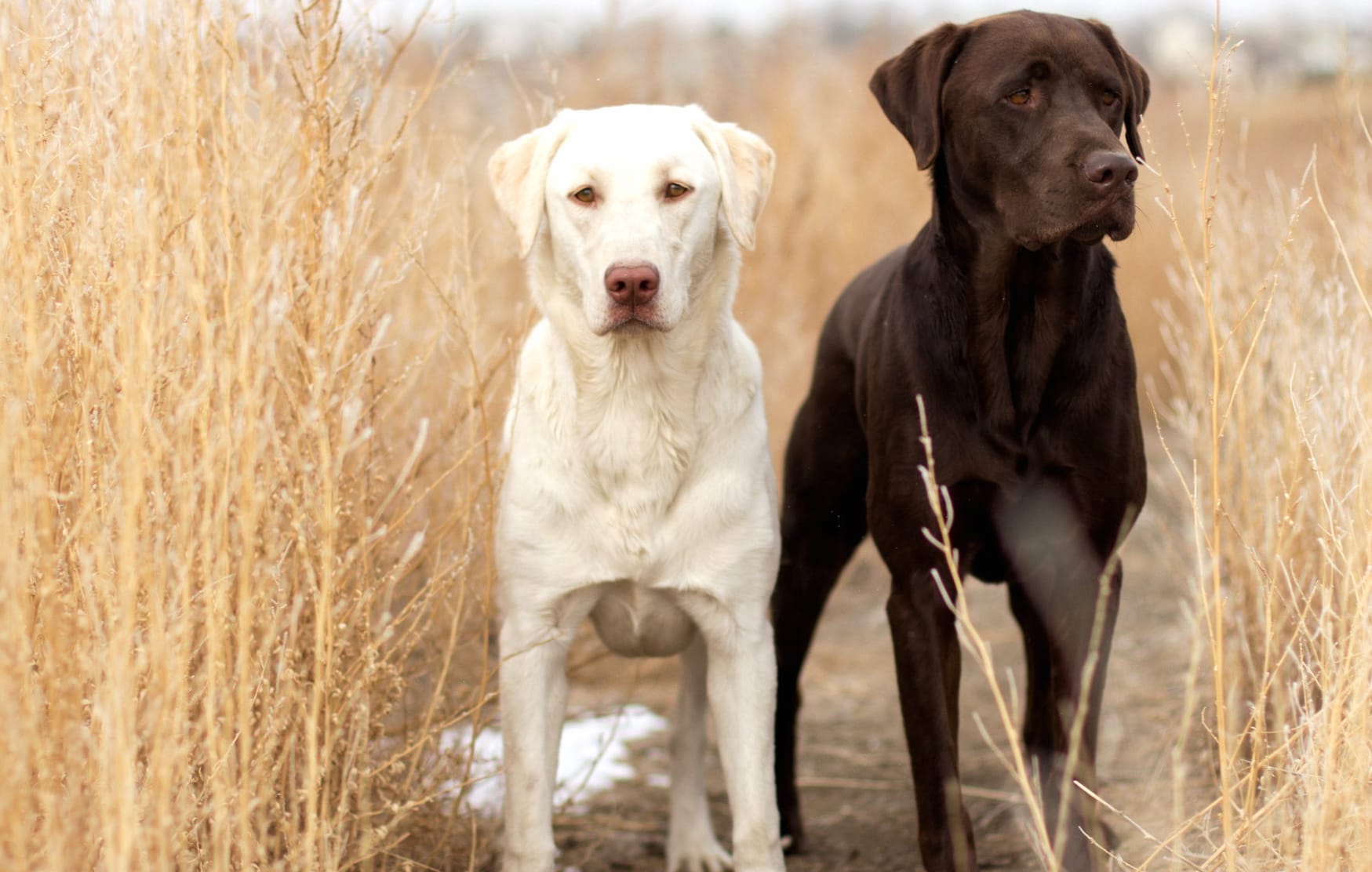 Labrador Retriever Pair wallpapers HD quality