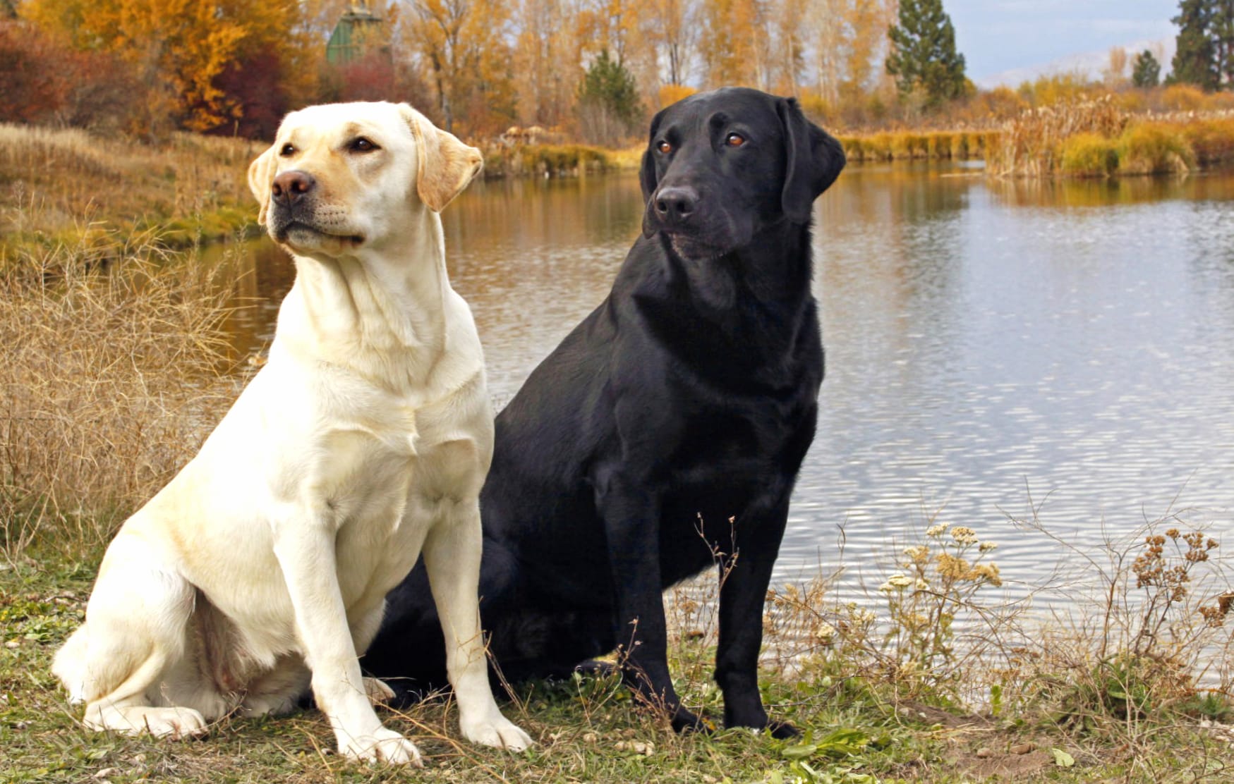 Labrador Retrievers at 2560 x 1440 HD size wallpapers HD quality